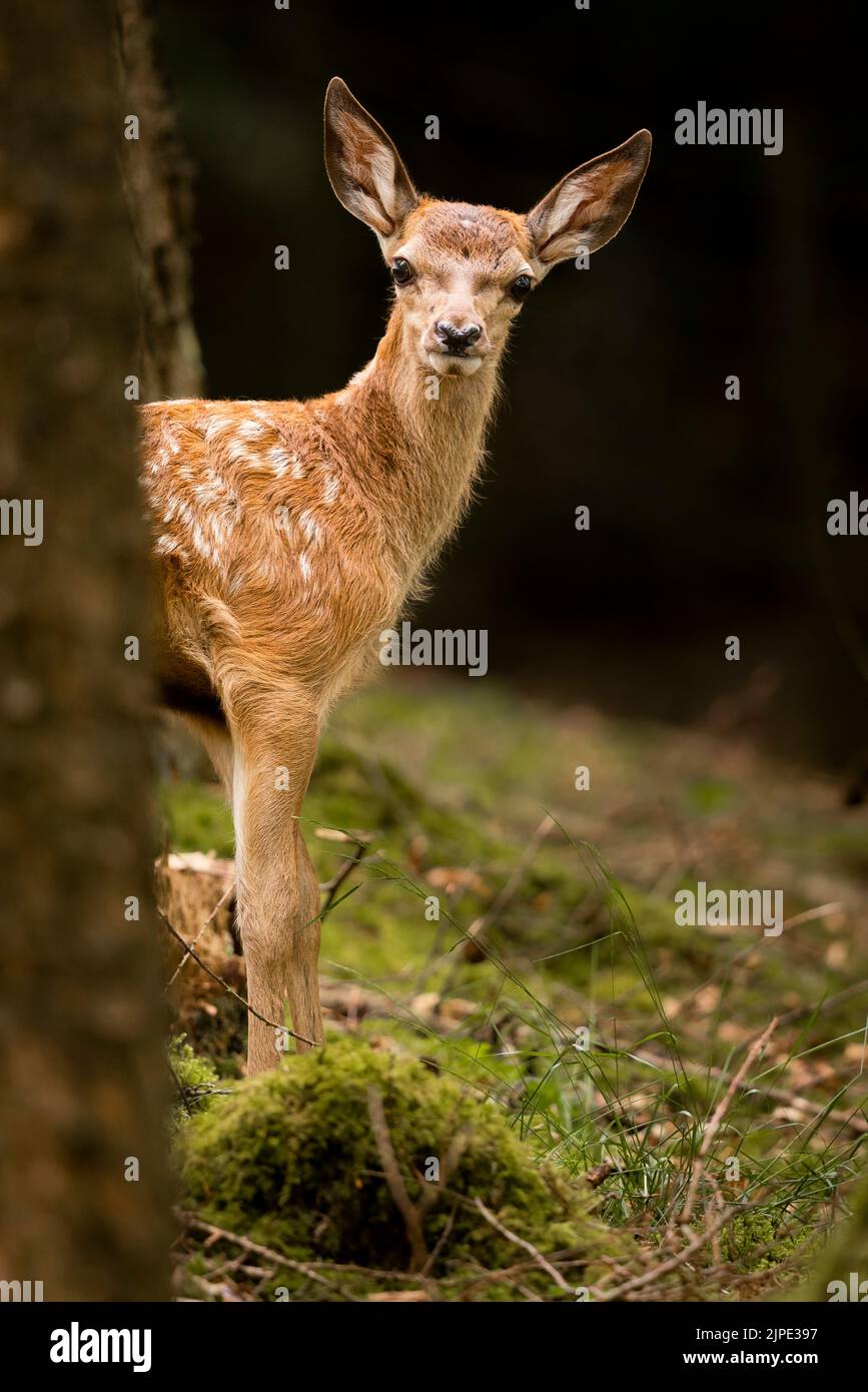 Giovane Cervo Rosso nel Parco Nazionale di Exmoor. Foto Stock