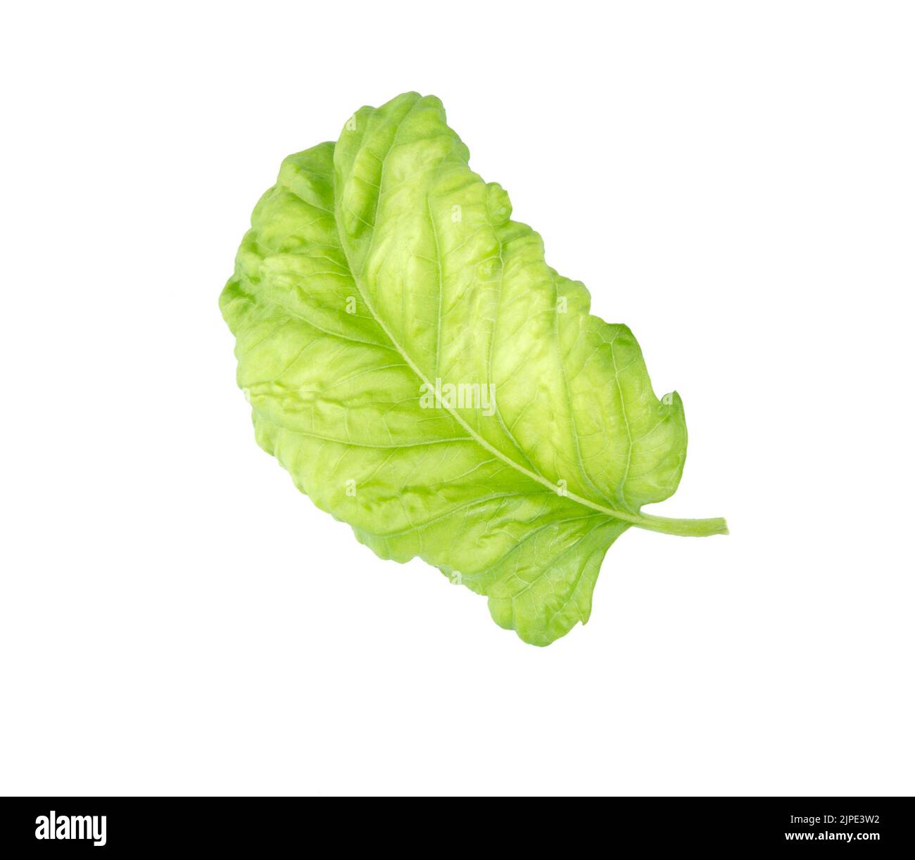 Verde basilico foglie di spezie fresche isolato su uno sfondo bianco. Primo piano con foglie di basilico. Foto Stock