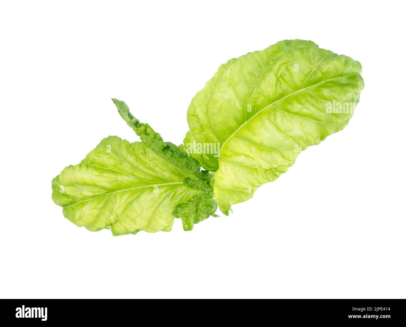 Verde basilico foglie di spezie fresche isolato su uno sfondo bianco. Primo piano con foglie di basilico. Foto Stock