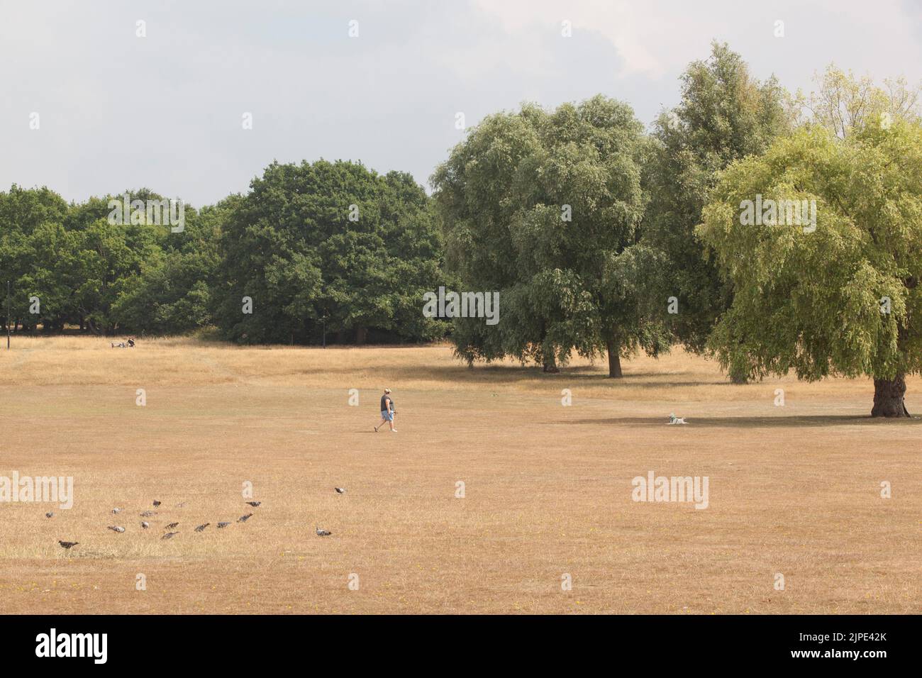 Londra, Regno Unito, 17 agosto 2022: Lo Streatham Common nel sud di Londra è completamente marrone poiché tutta l'erba è arata a causa della recente siccità. Gli alberi profondamente radicati sono ancora verdi, ma molti hanno lasciato cadere alcune delle loro foglie per conservare le loro riserve idriche. Le tempeste di pioggia hanno attraversato la zona più tardi quel pomeriggio. Anna Watson/Alamy Live News Foto Stock