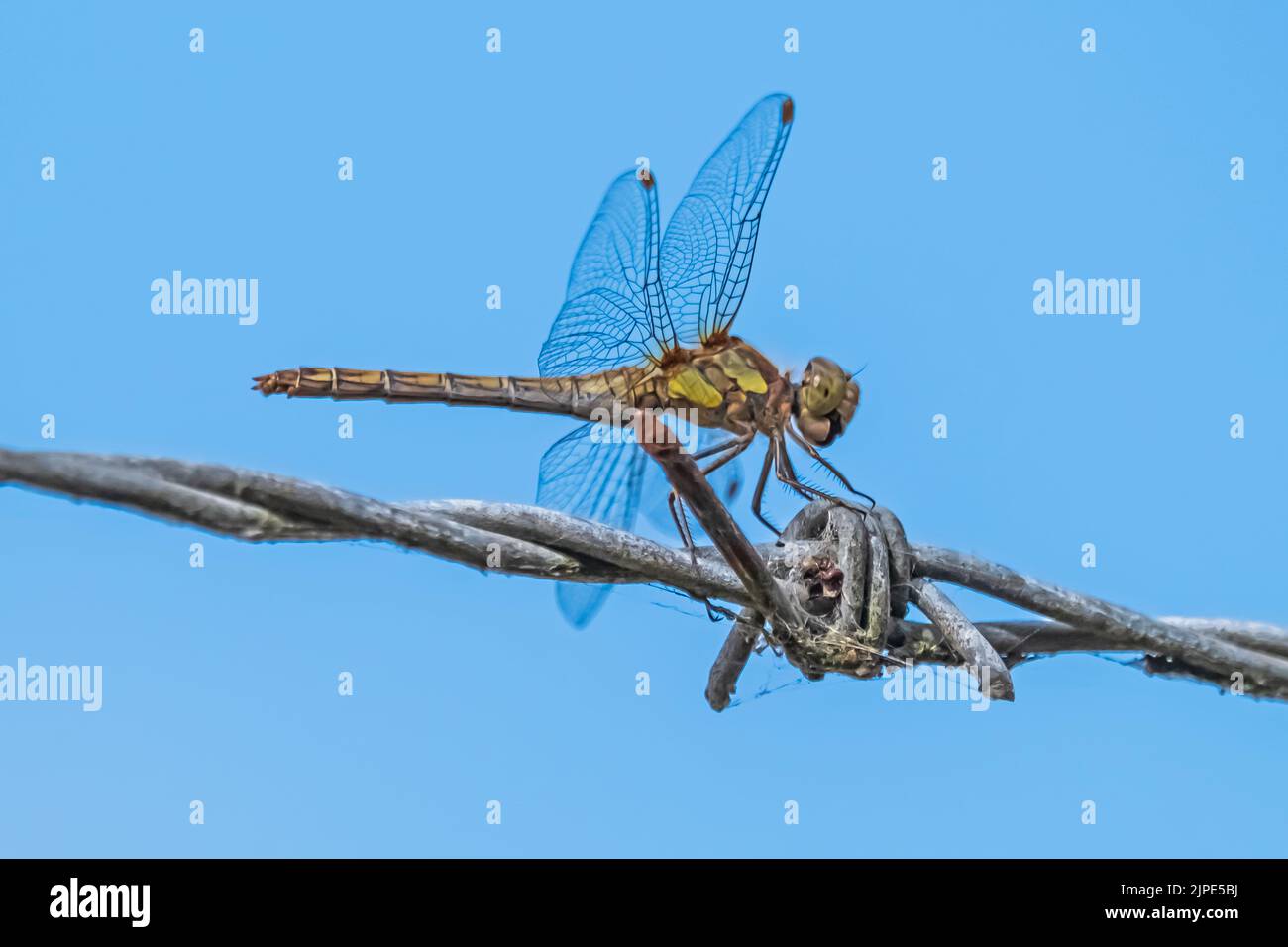 Libellula comune darter che riposa su una recinzione di filo di arpeto in Bedfordshire, campagna dell'Inghilterra. Foto Stock