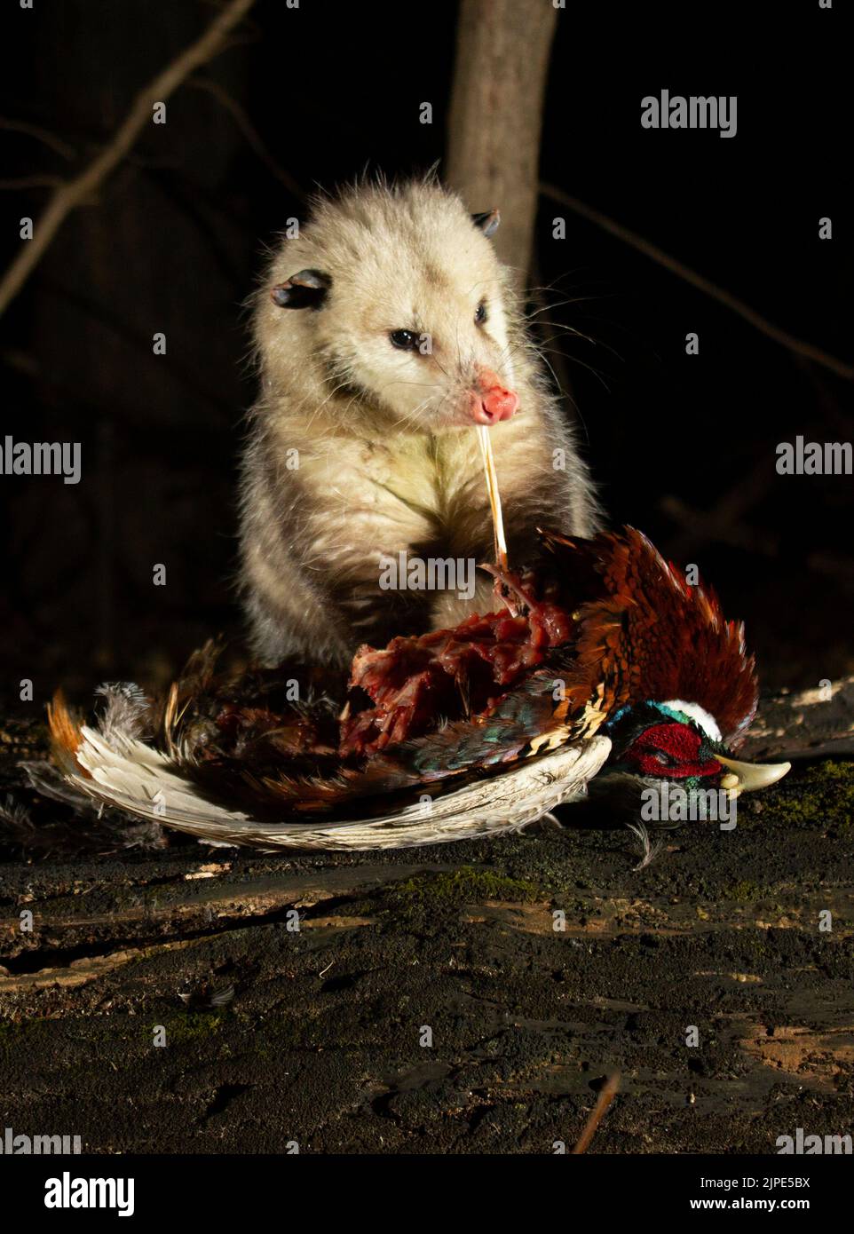 Un Opossum della Virginia che tira a parte un fagiano con collo ad anello Foto Stock