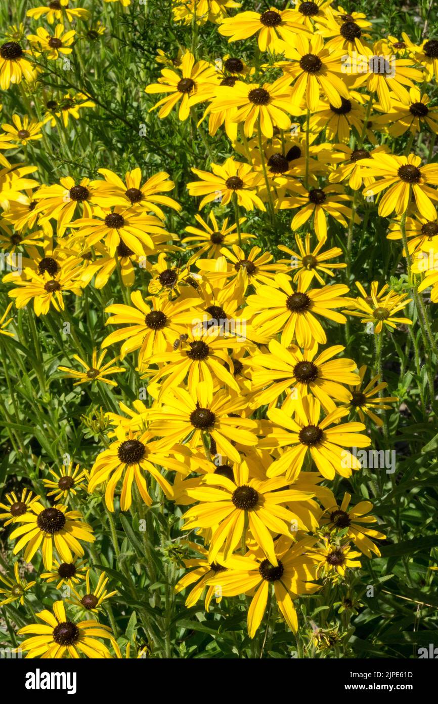 Rudbeckia missouriensis, Missouri Coneflower, Rudbeckias, Estate, Agosto, Erbaceo, piante, giallo, Rudbeckia, Coneflowers Foto Stock