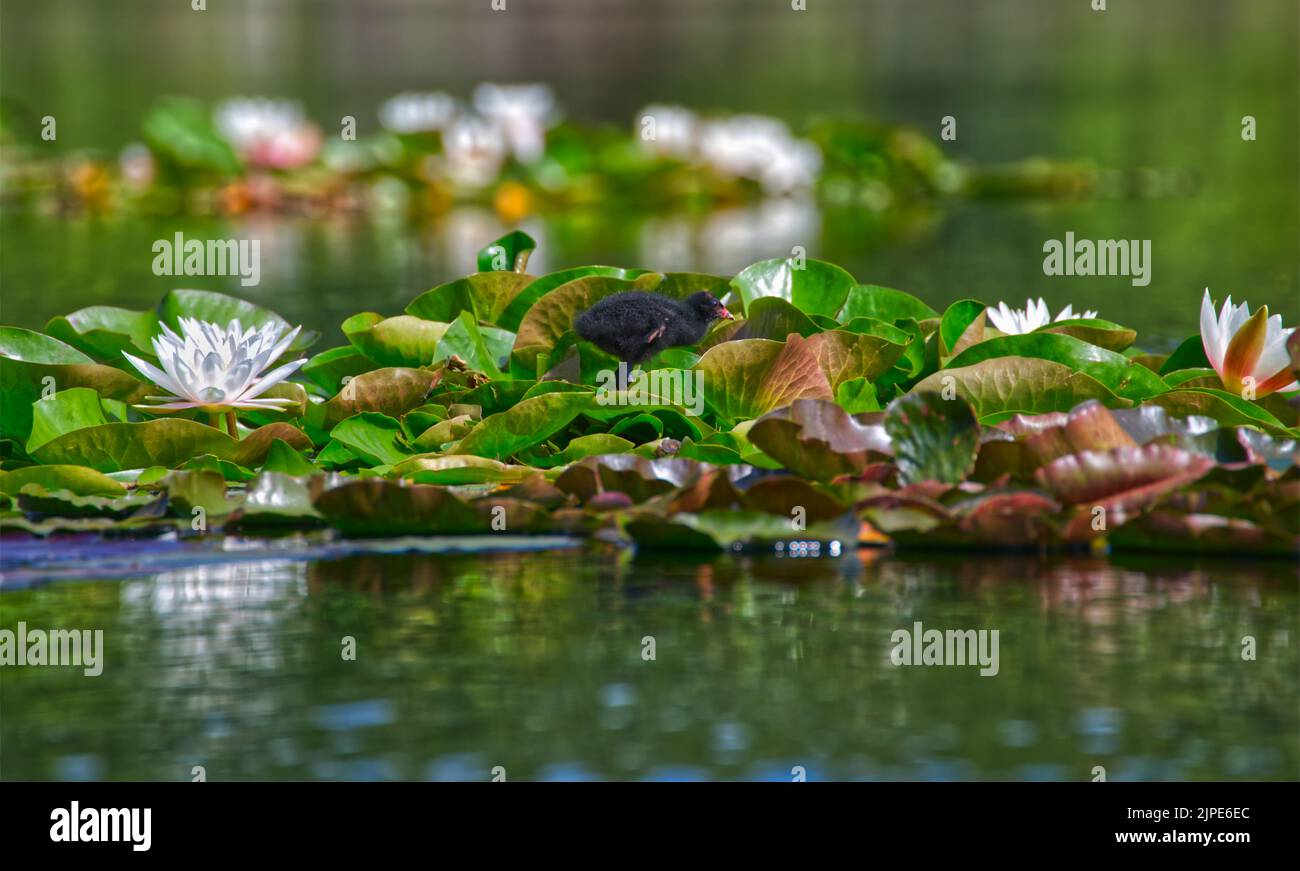 Gallinella d'acqua comune Foto Stock