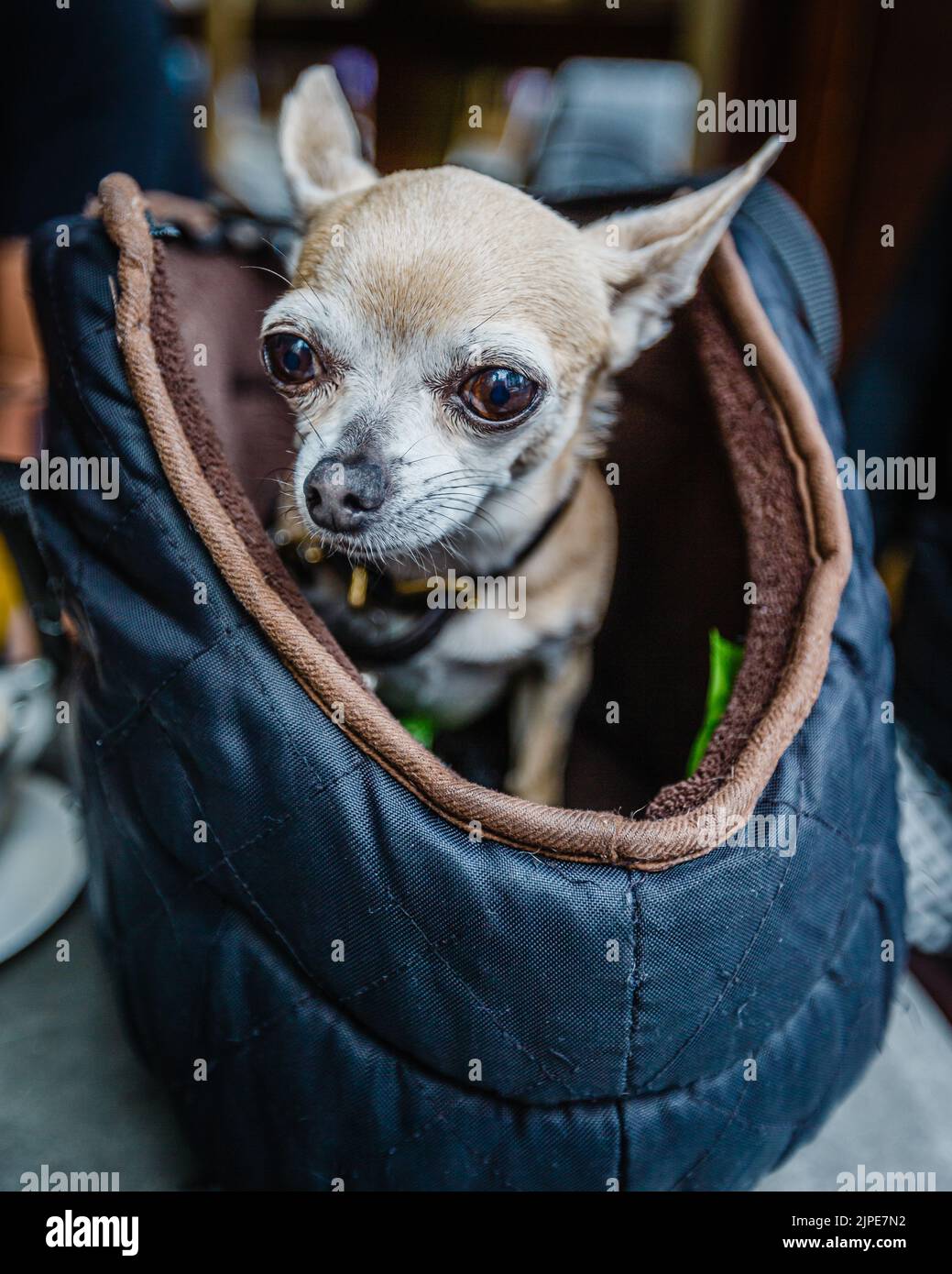 Un simpatico piccolo animale domestico si accanita da una borsa in un bar a Soho, Londra. Foto Stock