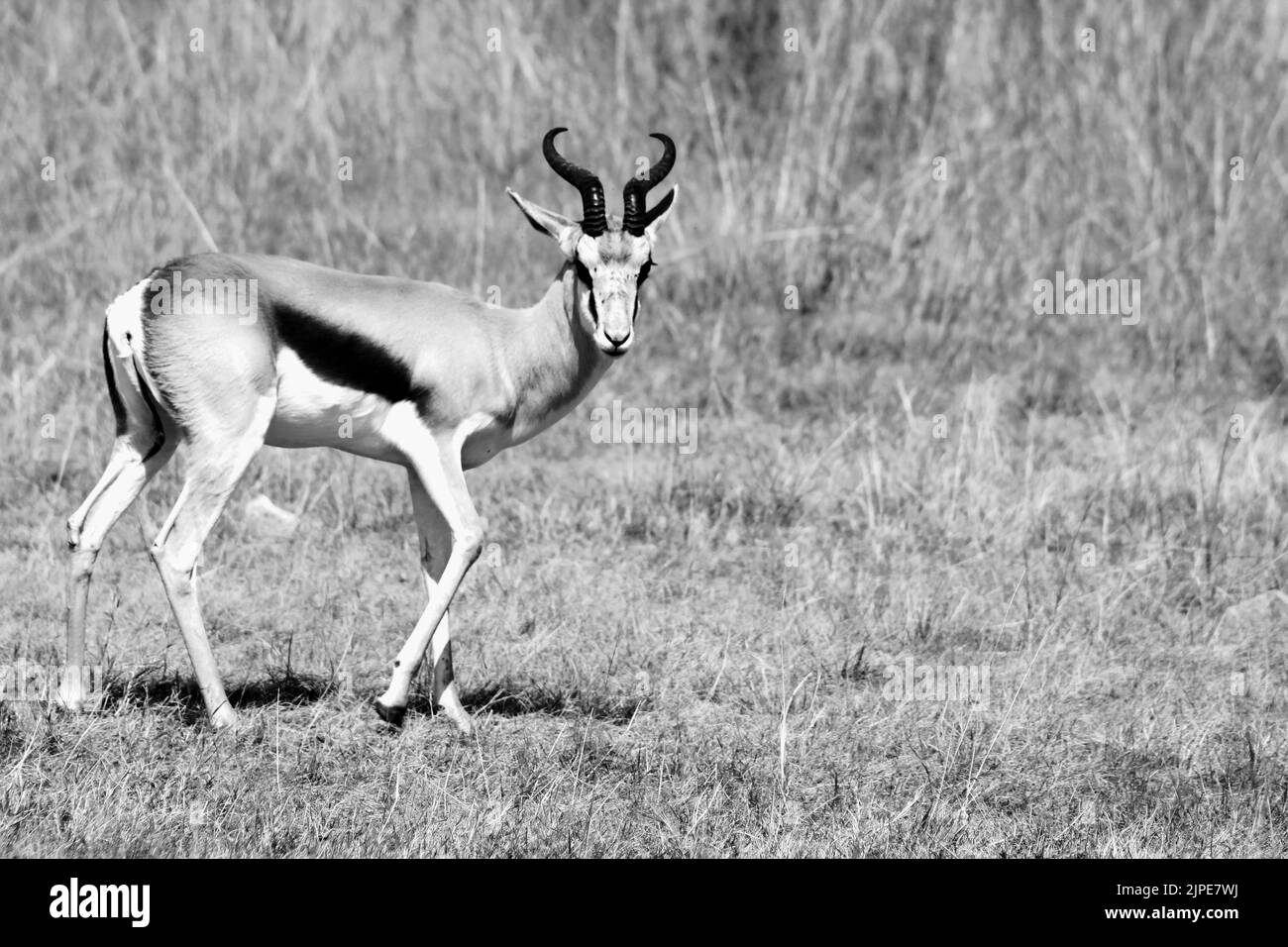 Un primo piano di un'antilope springbok nella natura selvaggia alla luce del giorno Foto Stock