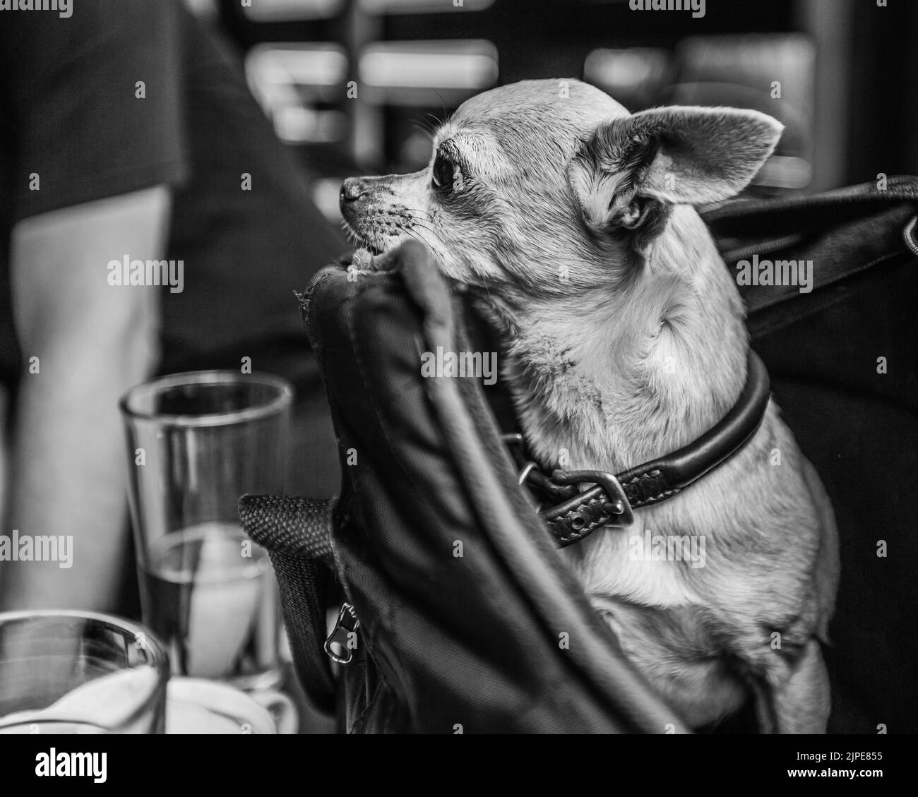 Un'immagine monocromatica di un simpatico e curioso piccolo animale domestico che si rilassa in una borsa. Foto Stock