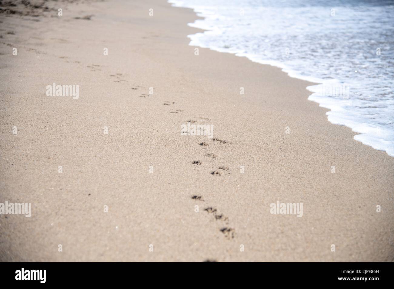 La zampa di cane stampa su una spiaggia a Sayulita, Messico Foto Stock
