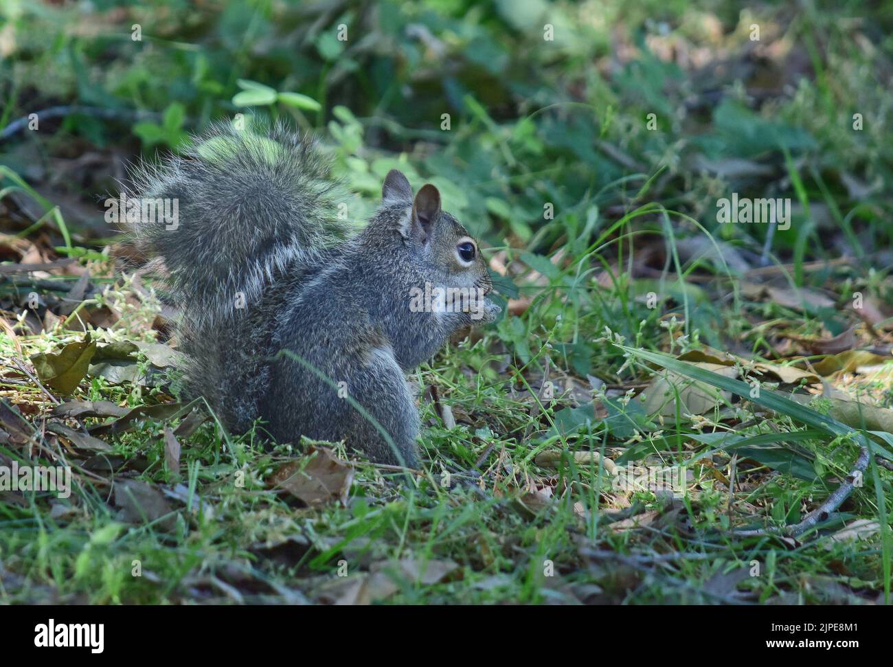 Uno scoiattolo grigio che munge su un dado Foto Stock