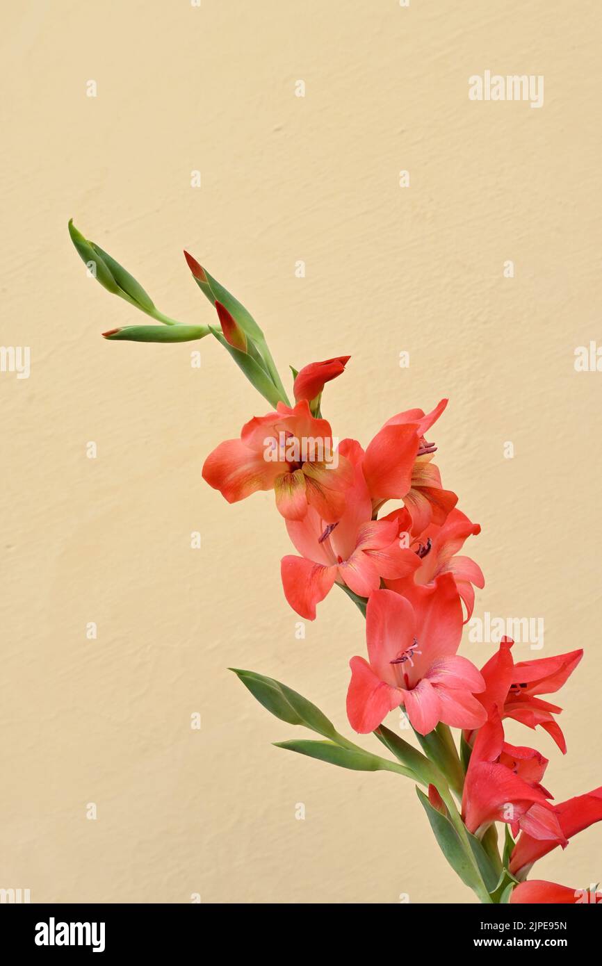 primo piano il mazzo di fiori gladioli rossi con foglie e pianta su sfondo giallo marrone fuori fuoco. Foto Stock
