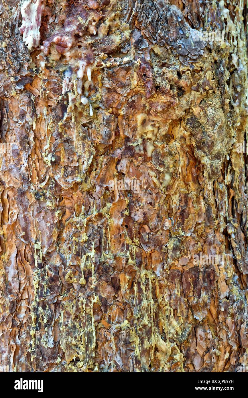 Pece piangente, Pino Bark Beetle infestation 'Dendroctonus ponderosae', Pino Ponderosa 'Pinus ponderosa'. Foto Stock