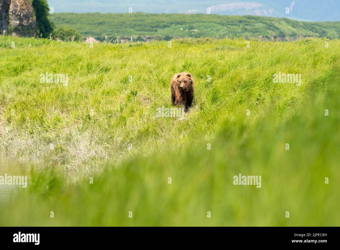 Alaskan orso bruno nutrimento nel McNeil River stato selvaggina santuario e rifugio Foto Stock