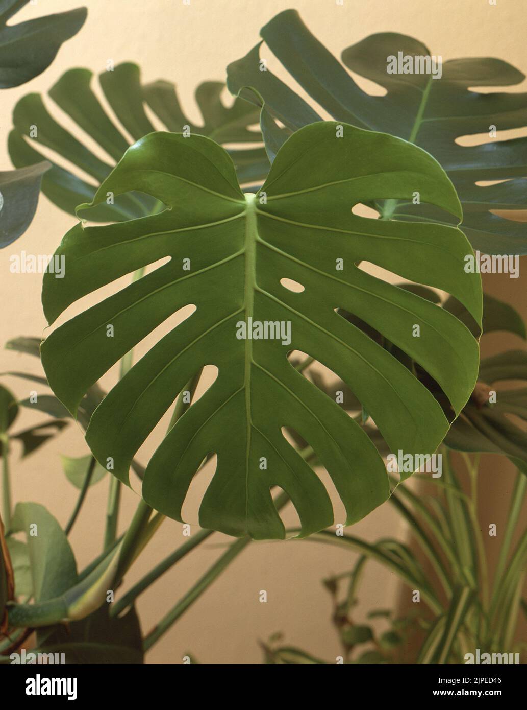 Foglie nuove su una pianta monstera senza buchi Foto stock - Alamy