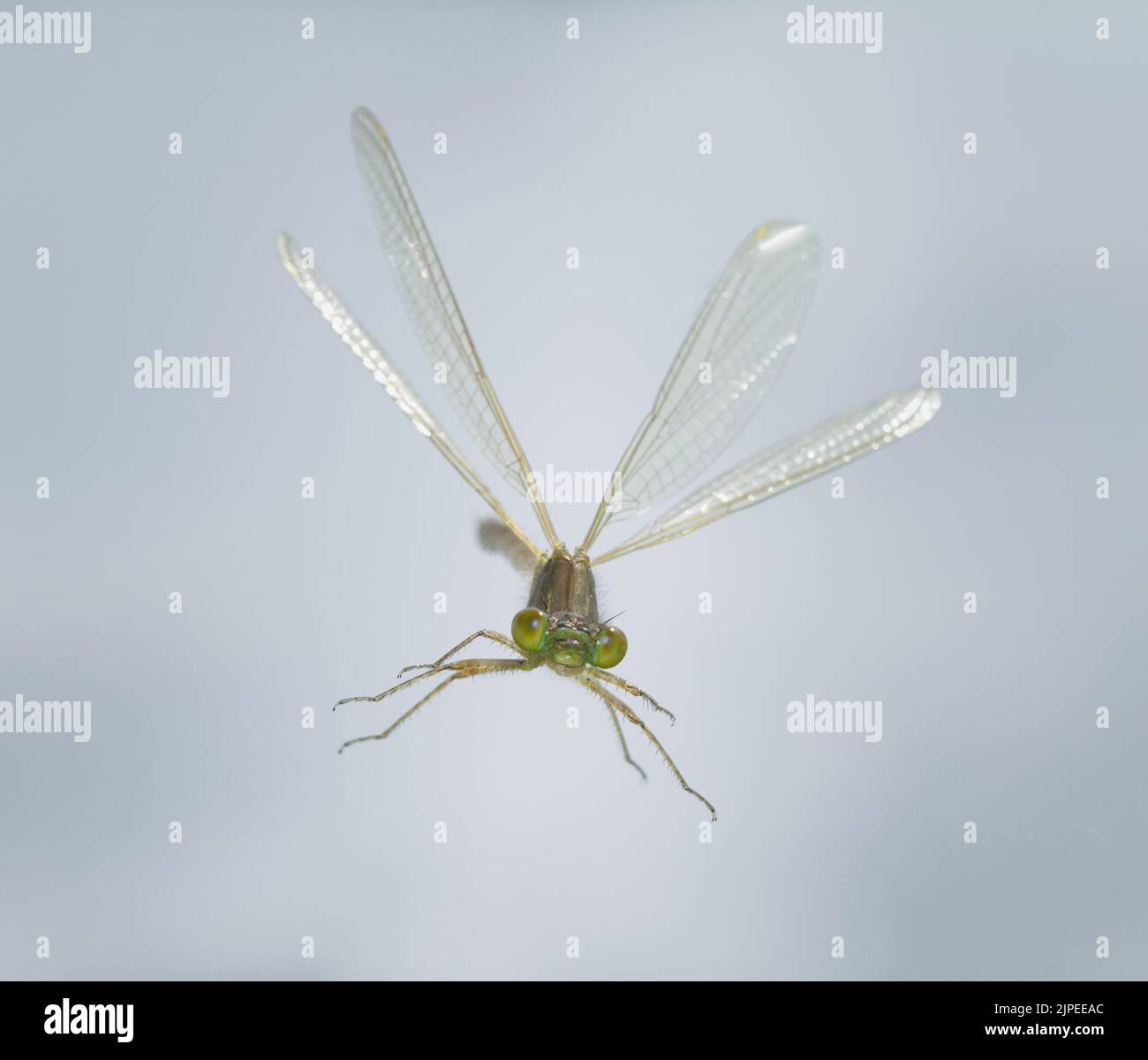 Giovane Damselfly in volo dal Front Landing con Wings Raised, Regno Unito Foto Stock