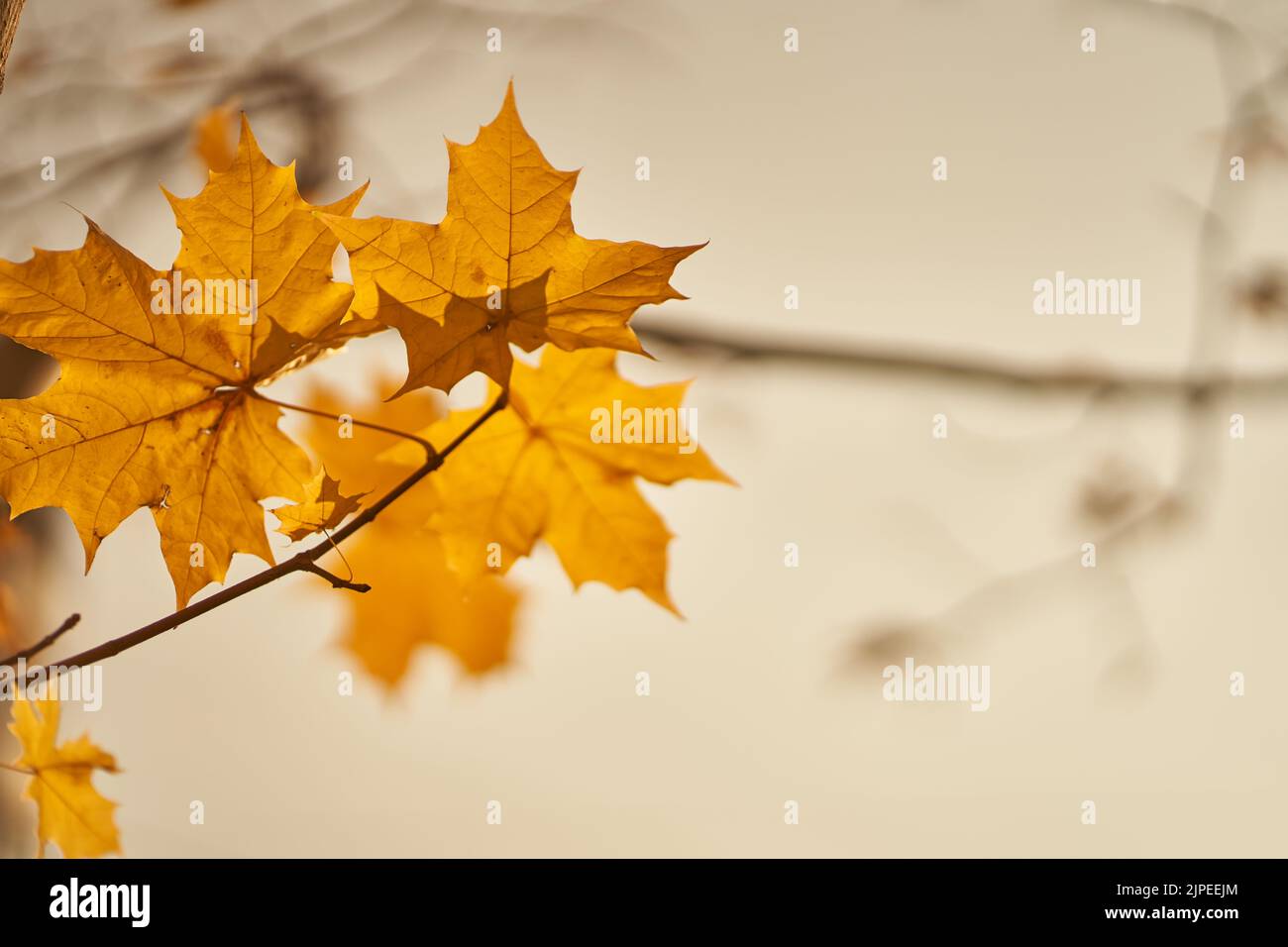 Primo piano di foglie di acero su un ramo sullo sfondo del bokeh autunnale. Le foglie di acero d'autunno sono uno sfondo naturale con spazio per copiare. Fogliame giallo. Foto di alta qualità Foto Stock