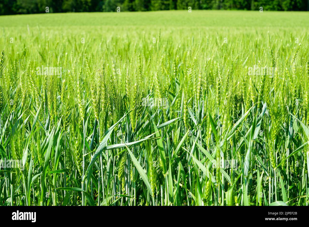 Magnifica immagine del campo di cereali, vista ravvicinata sulle orecchie fresche del giovane orzo verde Foto Stock