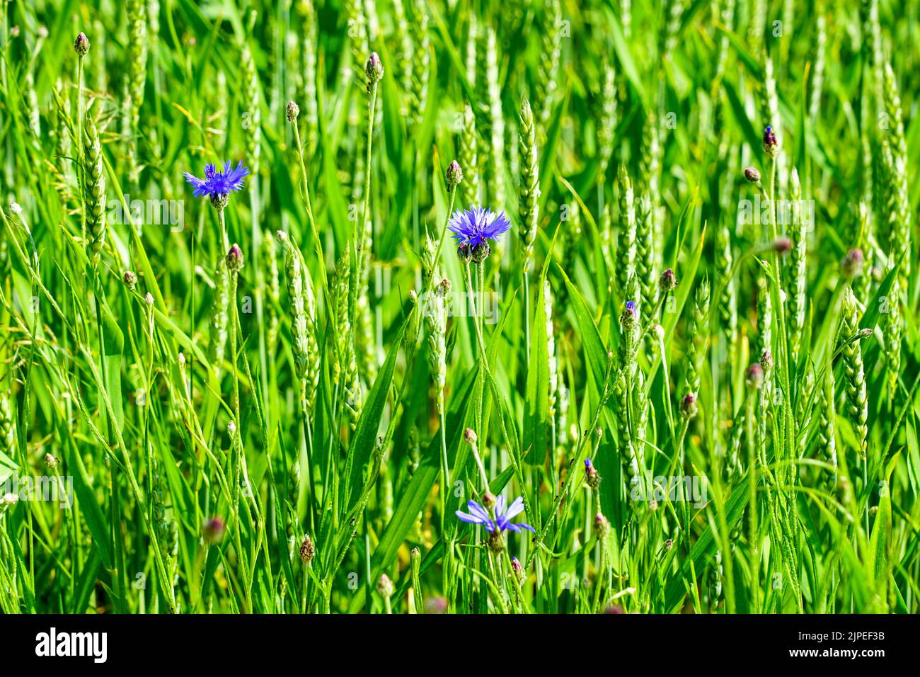 Bellissimo sfondo di campo di cereali con alcuni fiori di mais Foto Stock