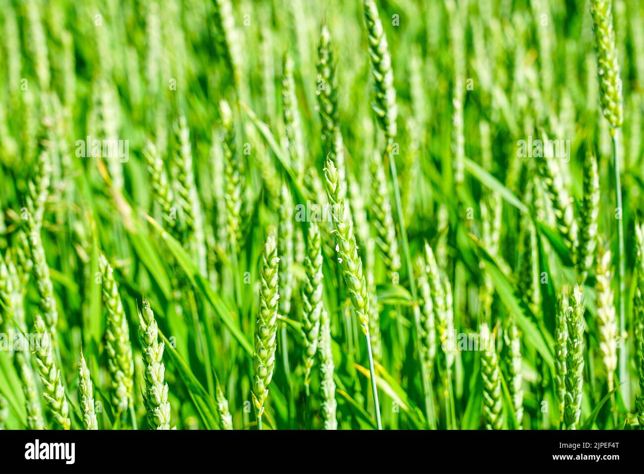 Magnifica immagine del campo di grano, vista ravvicinata sulle spighe fresche di grano verde giovane Foto Stock