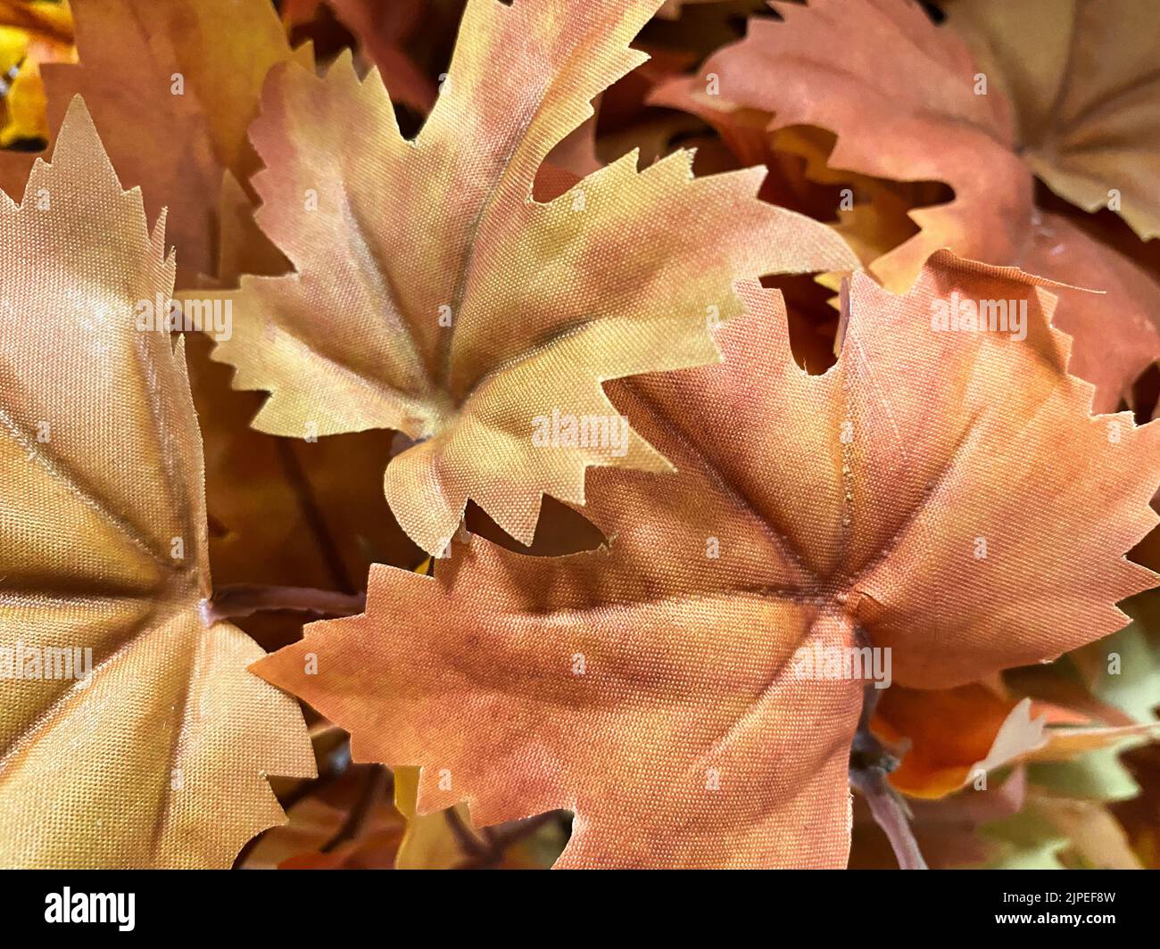 Vivaci foglie autunnali: Perfetti per aggiungere un tocco personale alla grafica e ai ricordi dei social media Foto Stock
