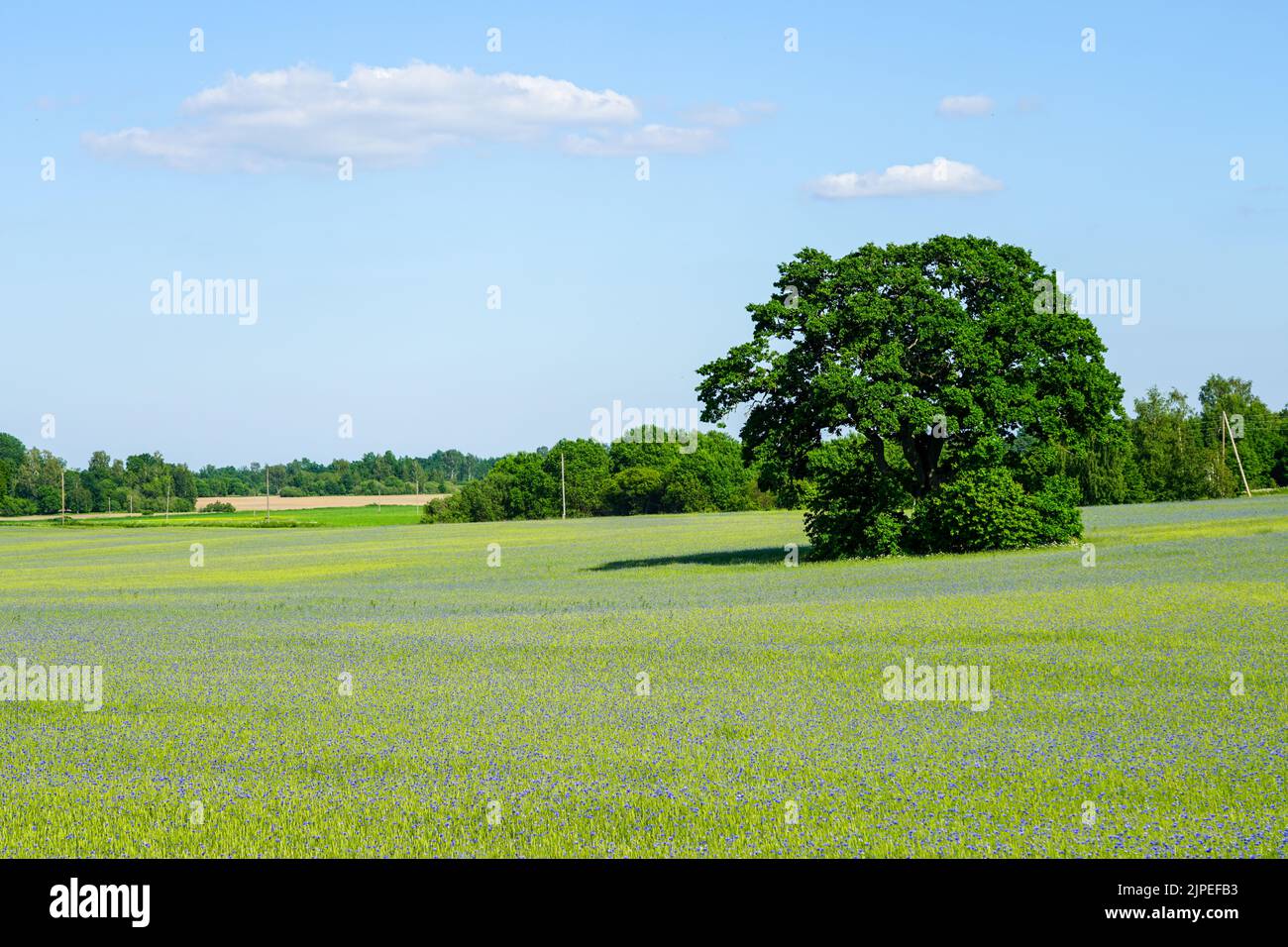Un querce nel mezzo di un campo di cereali con molti fiori di mais blu su uno sfondo di foresta e cielo blu con nuvole bianche Foto Stock