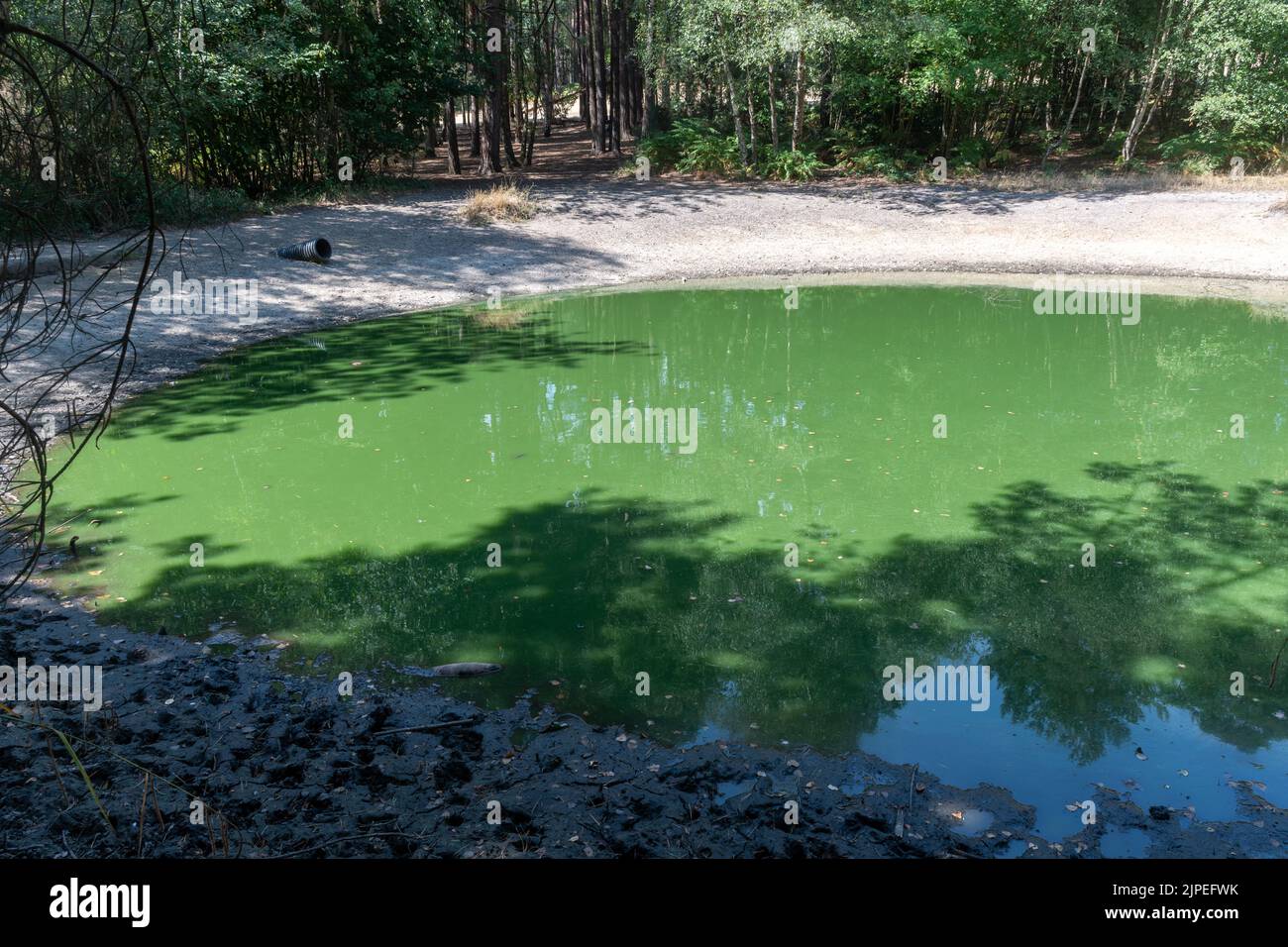 Alghe blu-verdi (cianobatteri) in uno stagno durante l'estate, Regno Unito Foto Stock