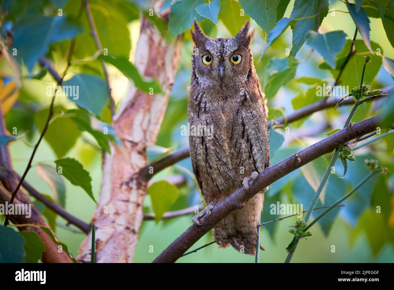 Scope eurasiatica gufo seduto su un ramo ( Otus scops ) Foto Stock