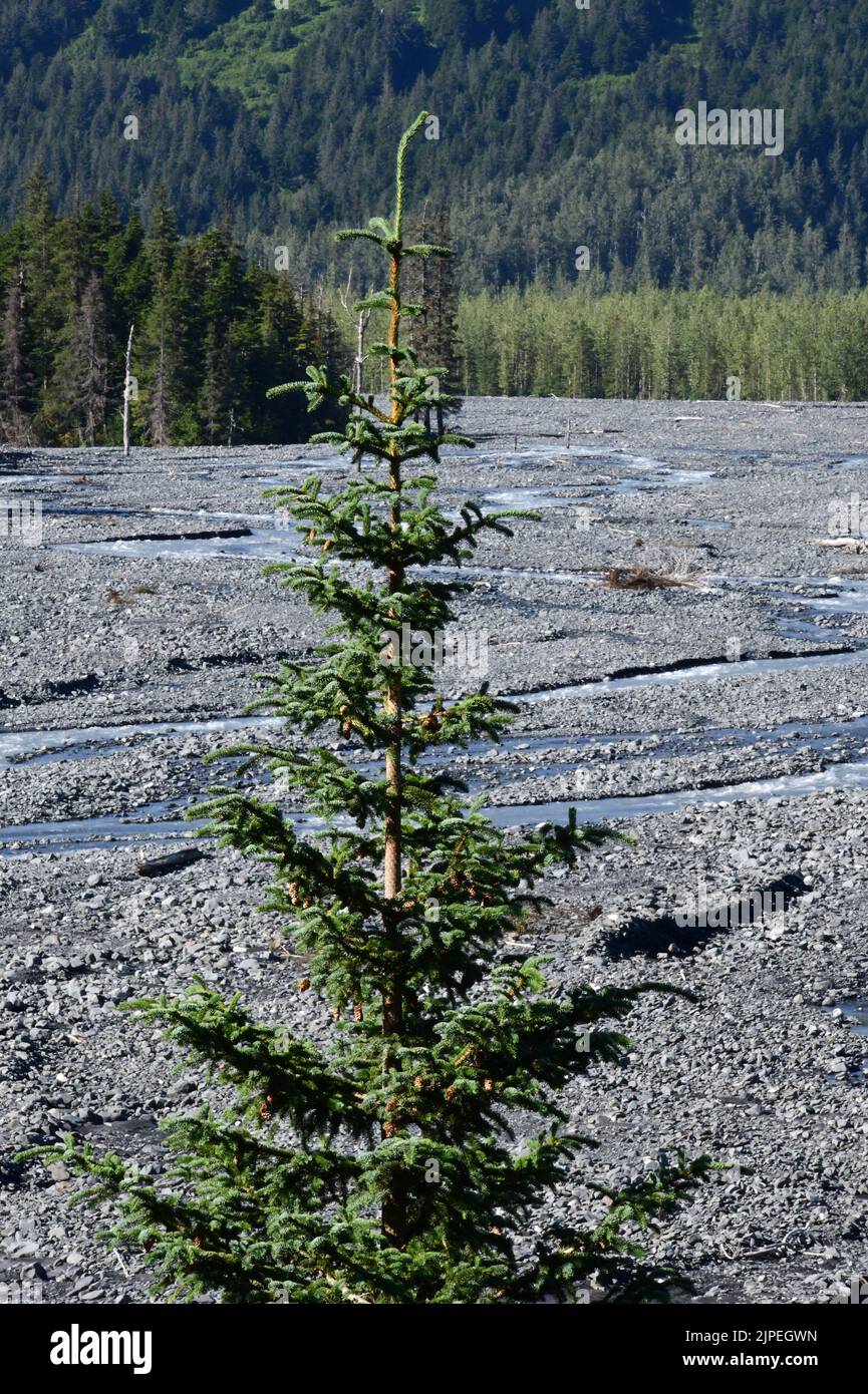 29 luglio 2022, Kenai Fjord National Park, Alaska, USA: Exit Glacier è un ghiacciaio derivato dal campo di ghiaccio Harding nelle Kenai Mountains al largo dell'autostrada Anchorage - Seward, venerdì 29 luglio 2022. Ha fatto un'eccezione di più di 2.300 metri dal 2004. (Credit Image: © Mark Hertzberg/ZUMA Press Wire) Foto Stock