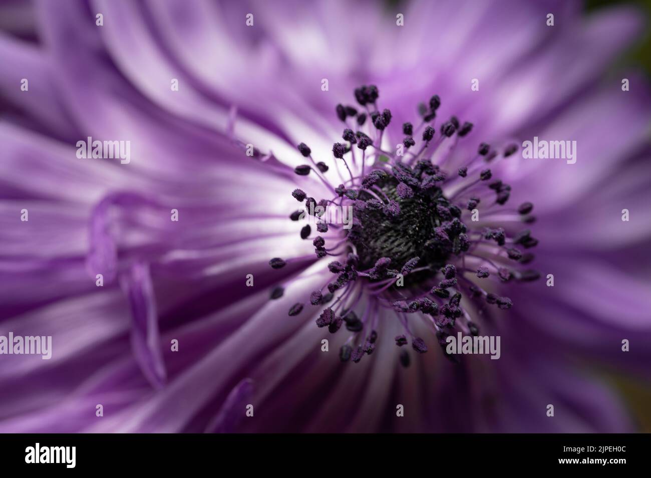 Un primo piano dello stami di un fiore viola Foto Stock