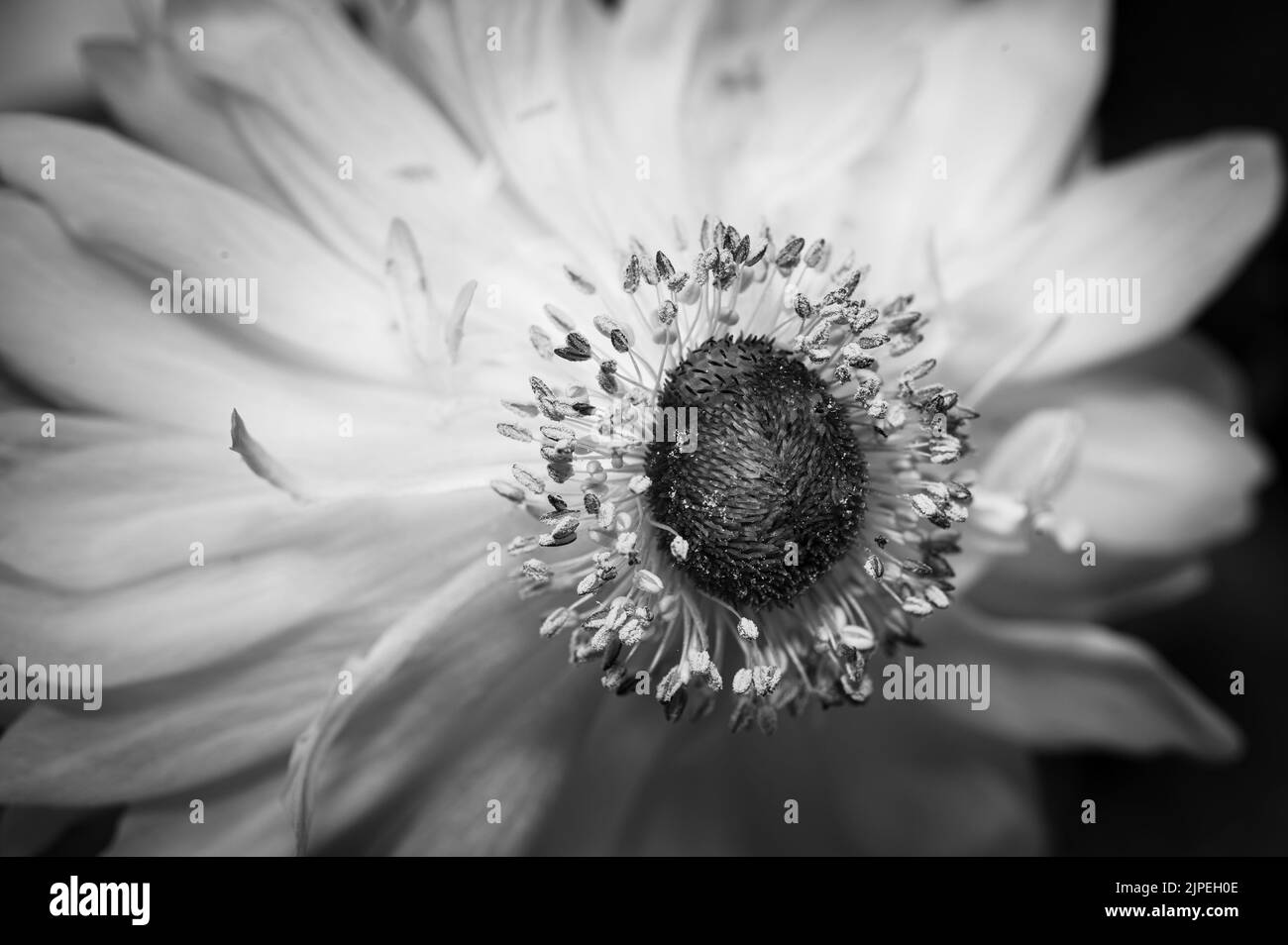Un primo piano in scala di grigi di un fiore gerbera che cresce nel giardino Foto Stock