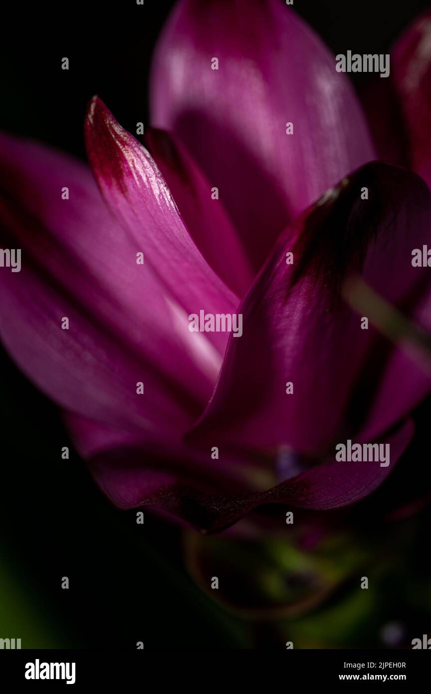 Uno scatto verticale del tulipano di sogno viola che cresce nel giardino Foto Stock