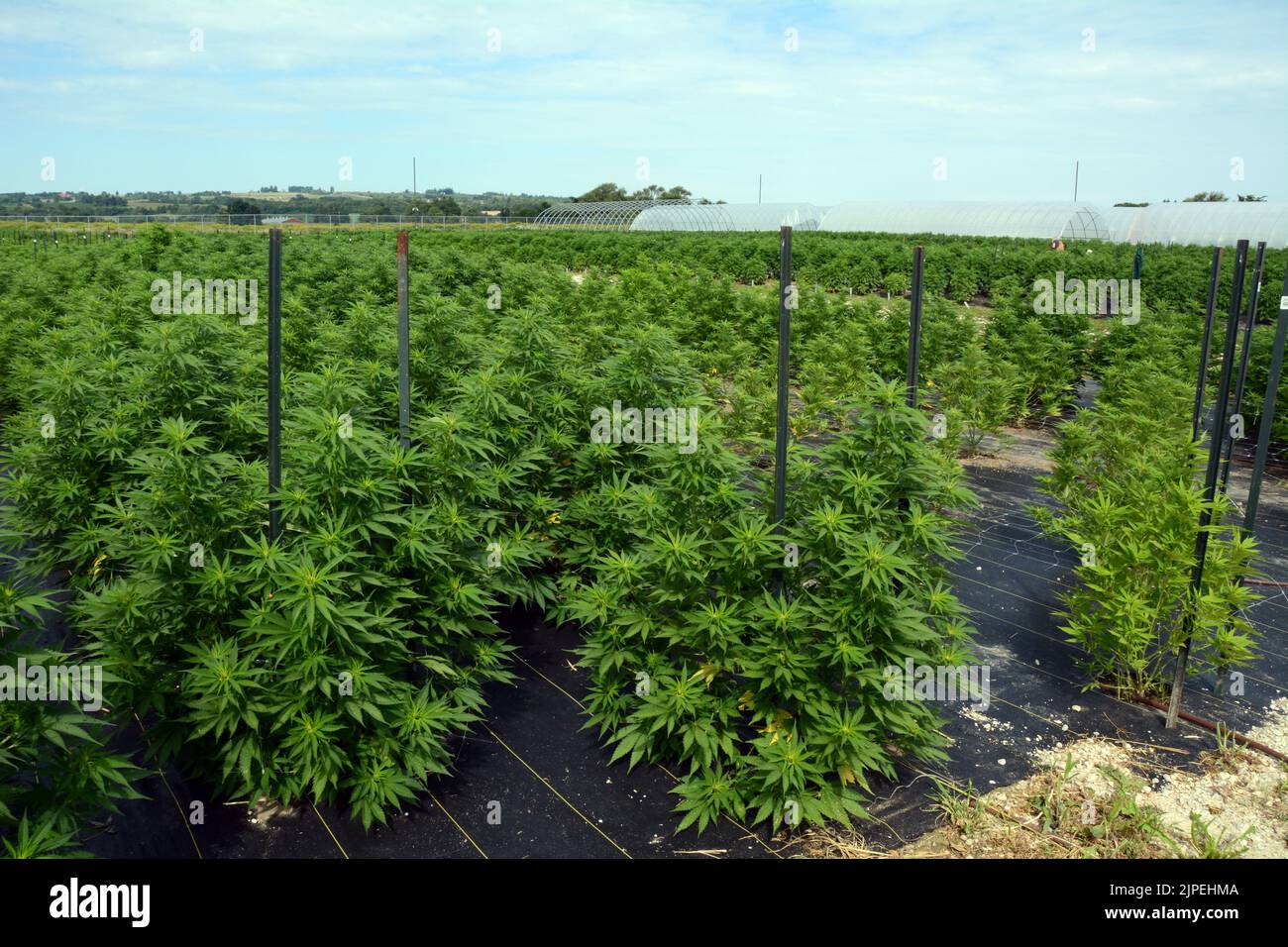 La marijuana ricreativa legale o le piante di cannabis sono cresciute all'aperto in una fattoria sostenibile vicino alla città di Creemore, Ontario, Canada. Foto Stock