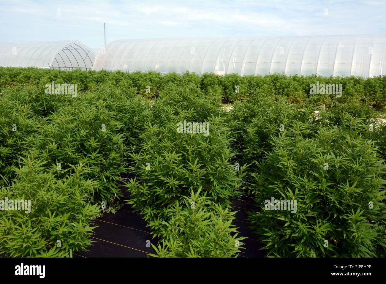 La marijuana ricreativa legale o le piante di cannabis sono cresciute all'aperto in una fattoria sostenibile vicino alla città di Creemore, Ontario, Canada. Foto Stock
