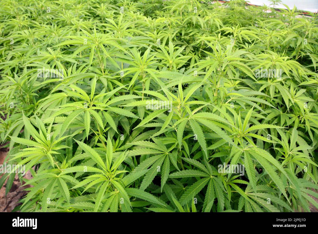 La marijuana ricreativa legale o piante di cannabis sono cresciute in una serra in una fattoria sostenibile vicino alla città di Creemore, Ontario, Canada. Foto Stock