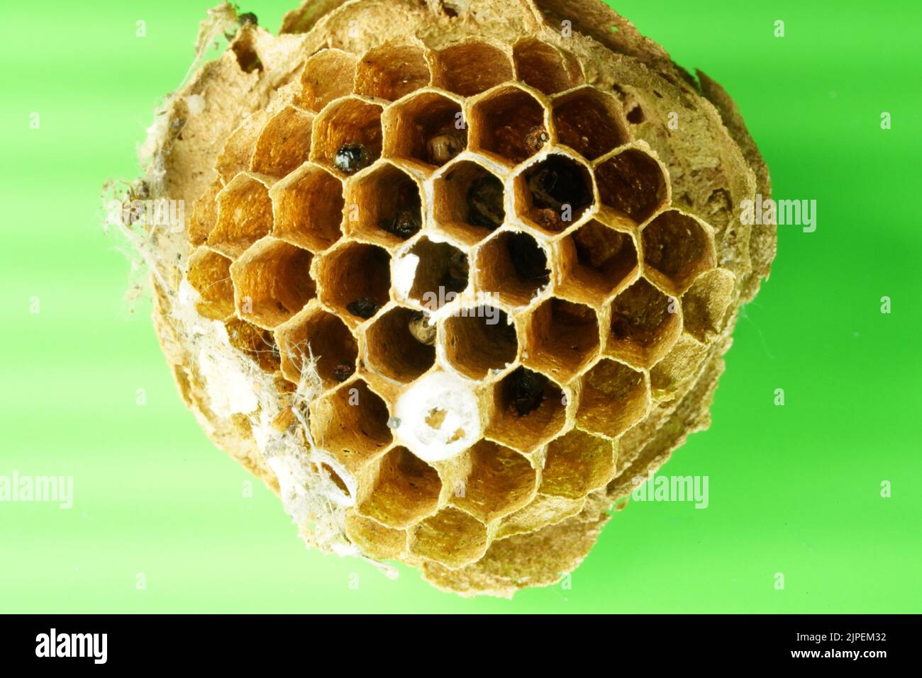 Primo piano WASP Nest Macro Foto Stock