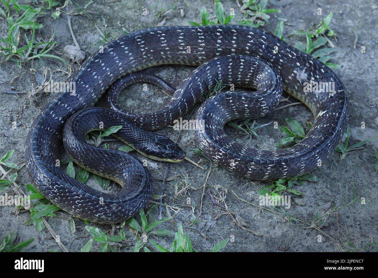 Immagini a corpo intero di Wall's Krait (Bungarus walli). Foto Stock
