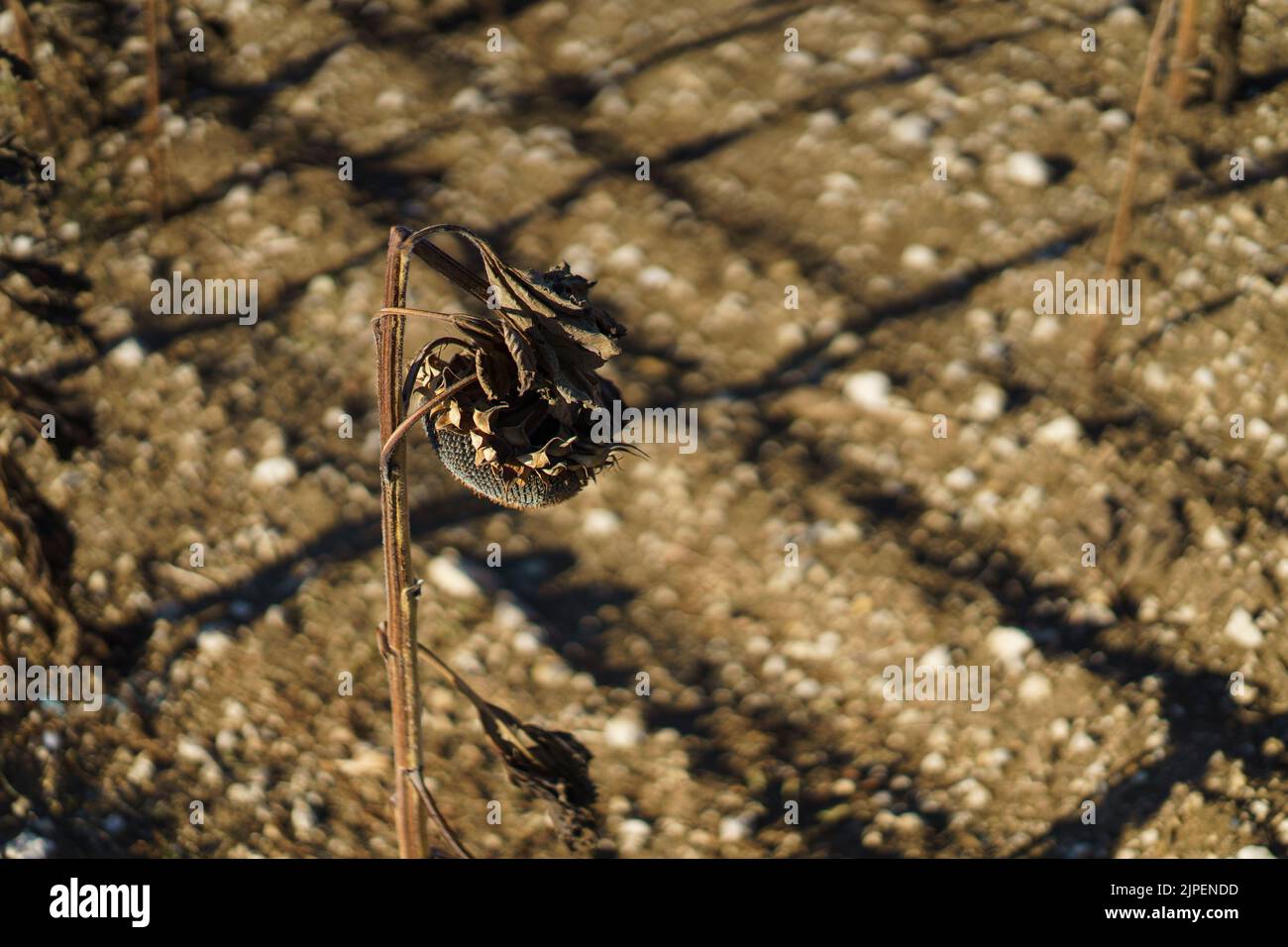 FRANCIA: Tempo - girasoli morti in un campo, al di fuori di Condom, Francia nel mese di agosto 2022. Allarme globale e cambiamento climatico. © Credit: David Levenson/Alamy Foto Stock