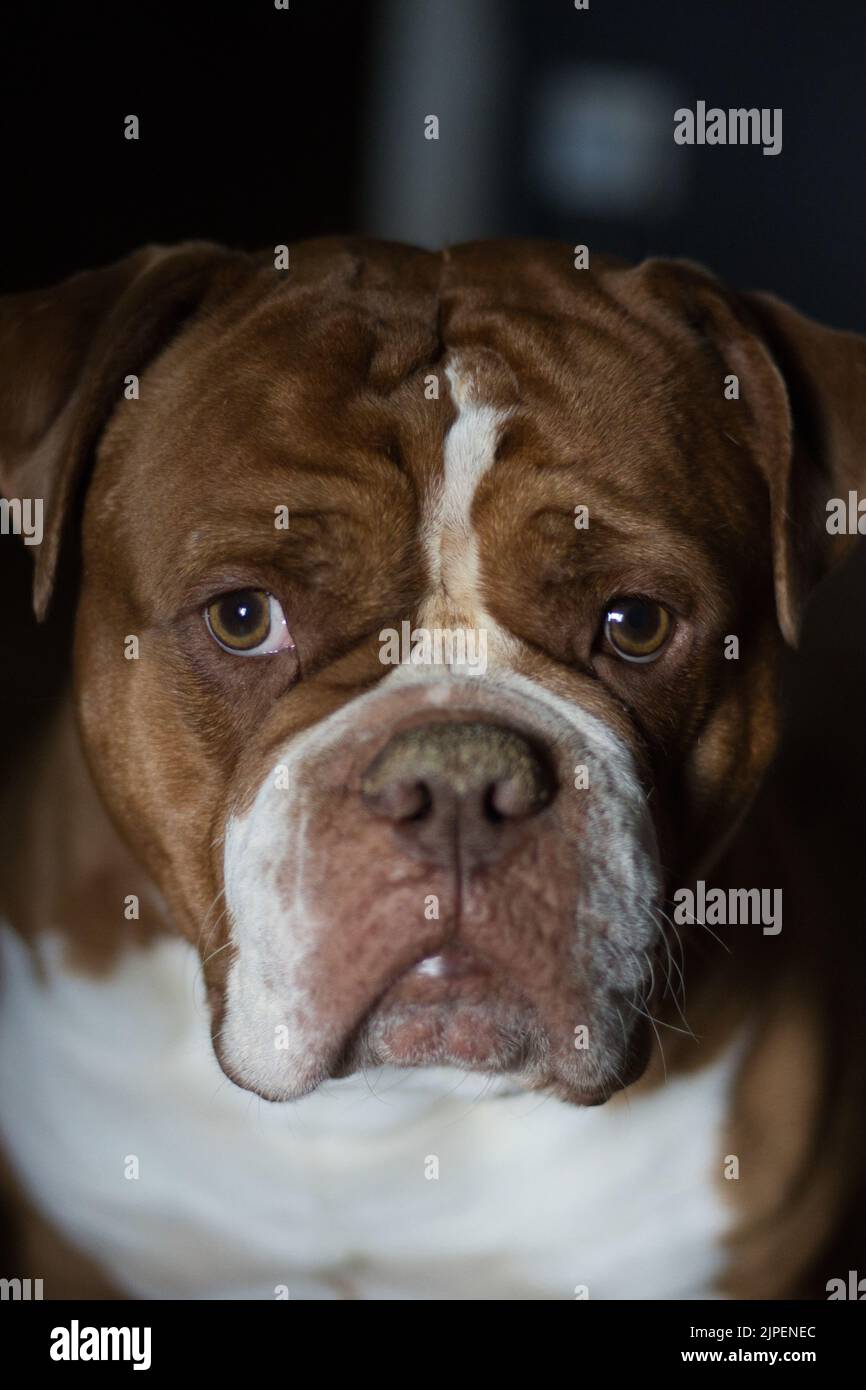 Un primo piano di un bel Bulldogge triste guardando la telecamera Foto Stock