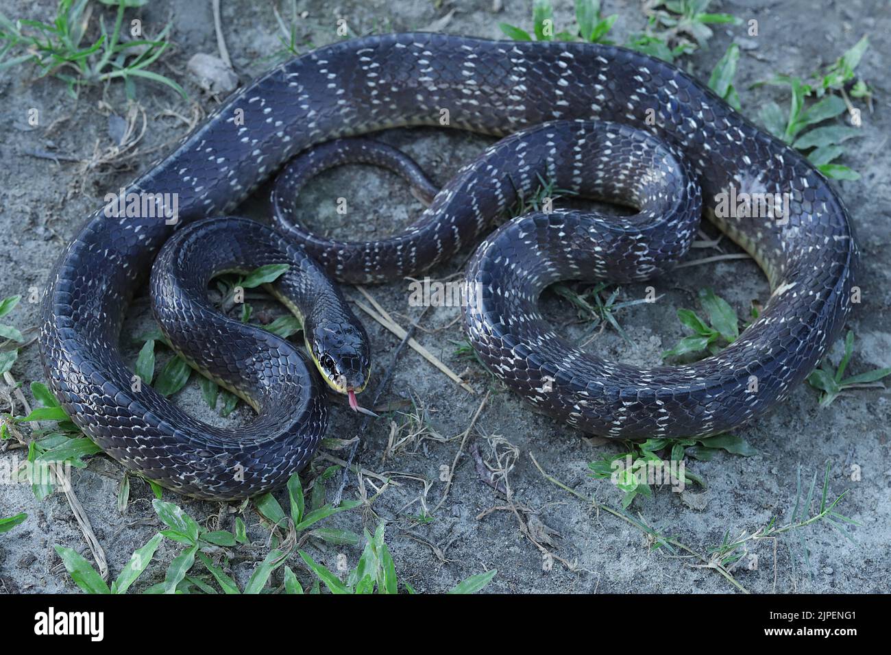 Immagini a corpo intero di Wall's Krait (Bungarus walli). Foto Stock