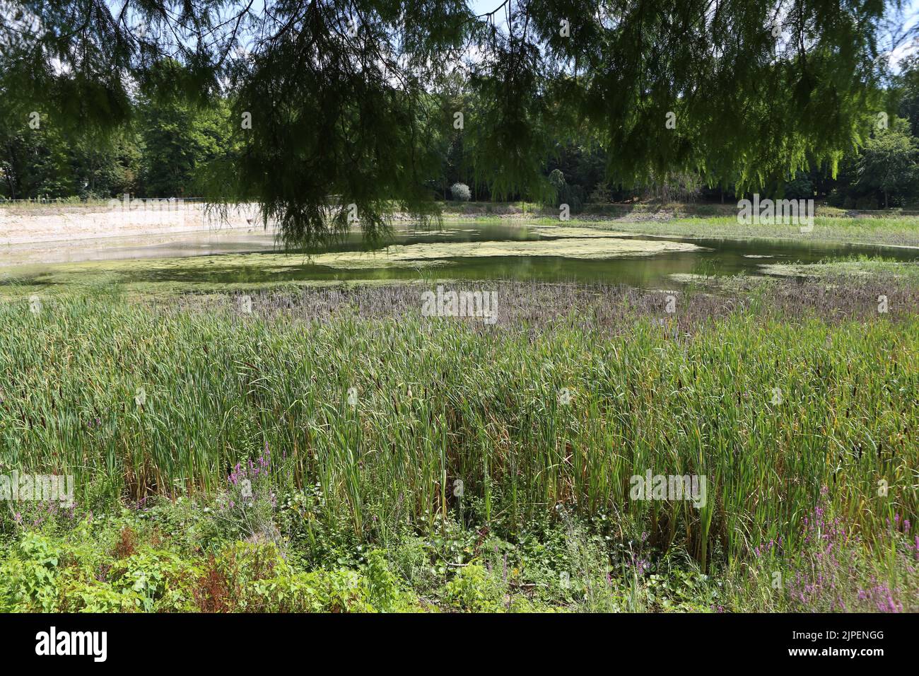 Dégradation écologique. Les étangs de Corot. Ville d'Avray. Haut-de-Seine. Ile-de-France. Francia. Europa. Foto Stock