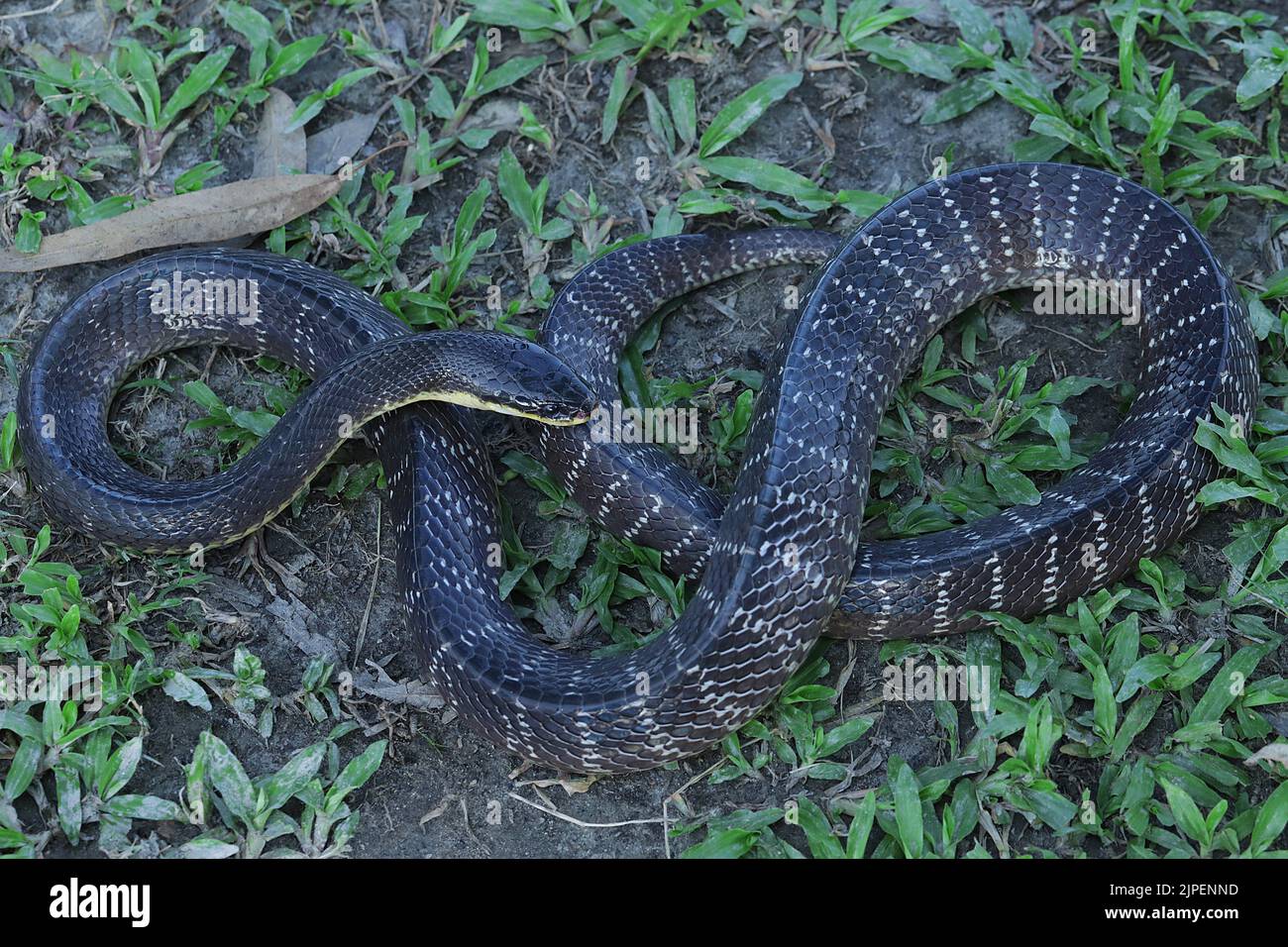 Immagini a corpo intero di Wall's Krait (Bungarus walli). Foto Stock