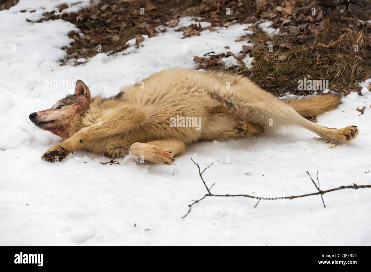 Lupo grigio (Canis lupus) con la faccia sanguinante rotola nella neve d'inverno - animale prigioniero Foto Stock