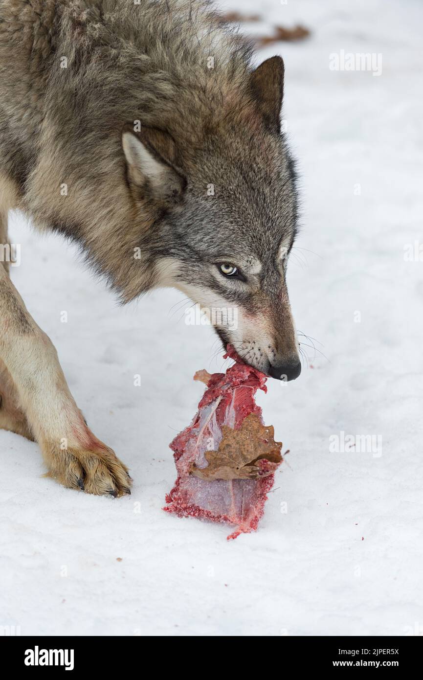 Il lupo grigio (Canis lupus) trasporta un pezzo di carne di cervo inverno - animale prigioniero Foto Stock