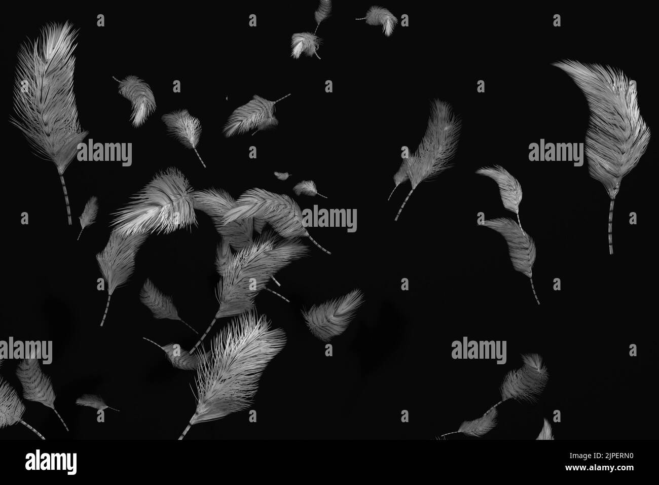 Piume di uccello isolate su sfondo nero. Sfondo di piume. Texture piuma. Foto Stock