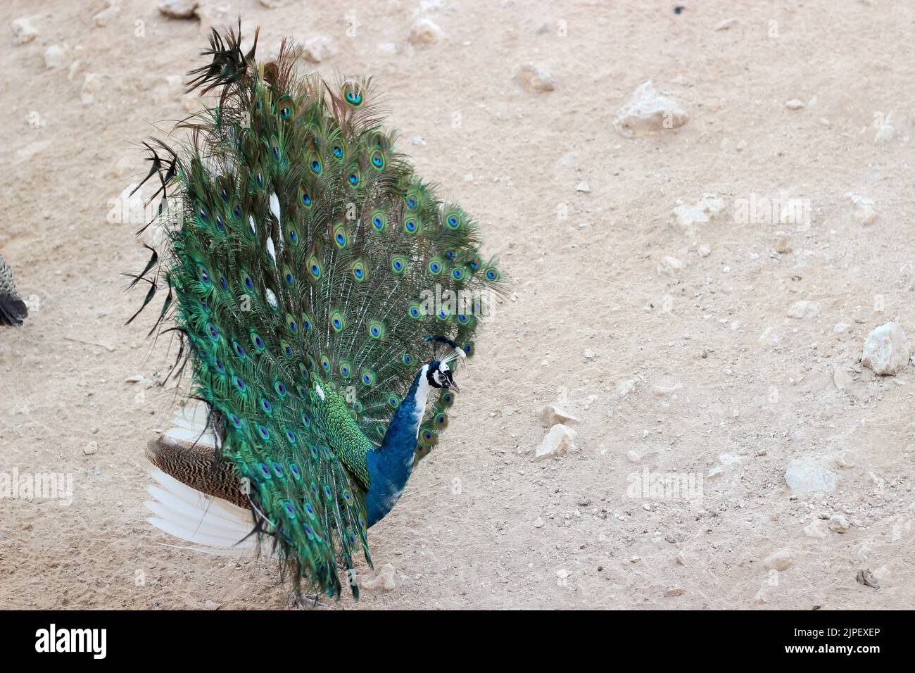 Peacock nello Zoo Foto Stock