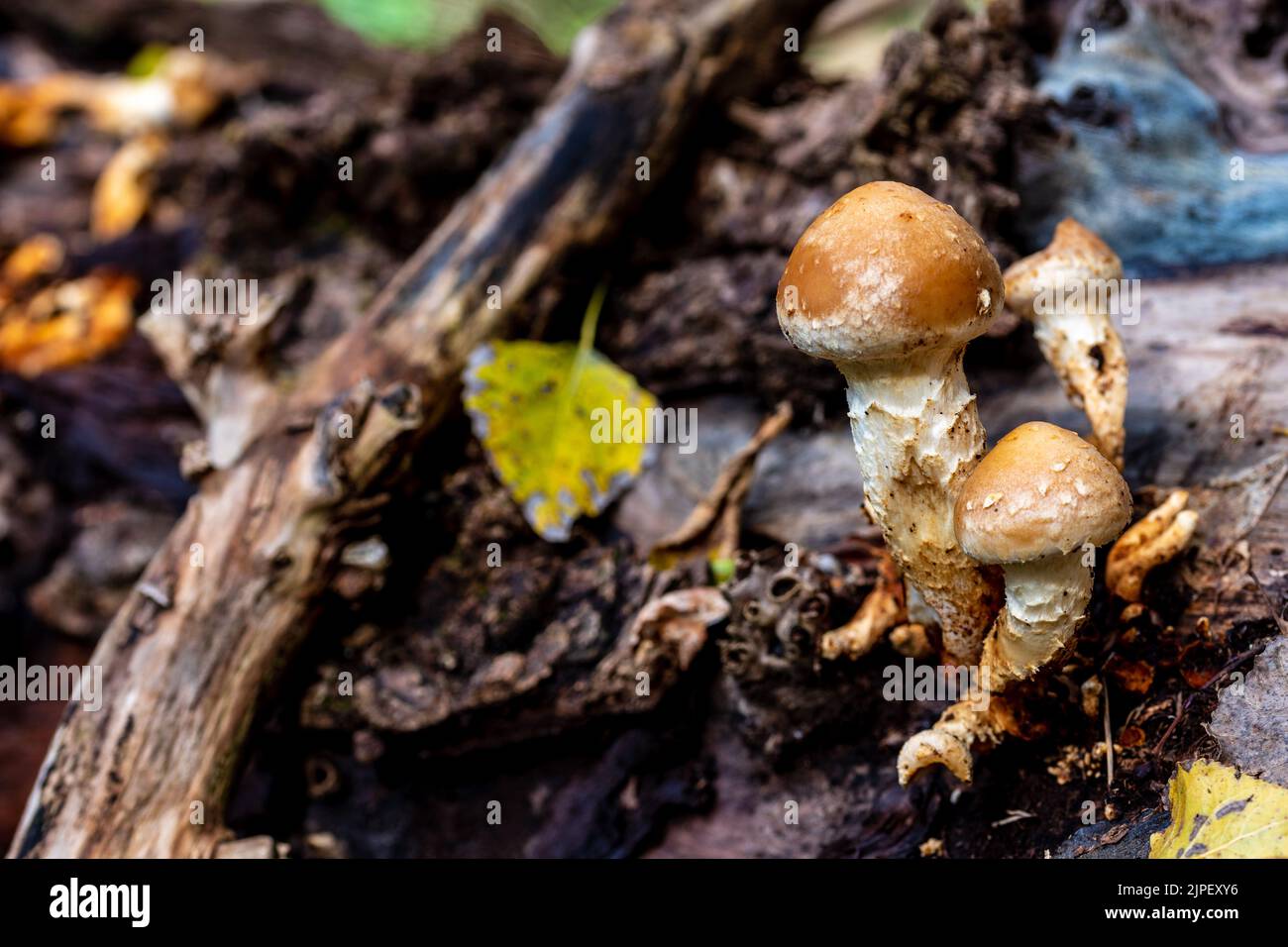 La microspora di Pholiota, comunemente conosciuta come Pholiota nameko o semplicemente nameko è un piccolo fungo color ambra-marrone con un rivestimento leggermente gelatinoso che è noi Foto Stock