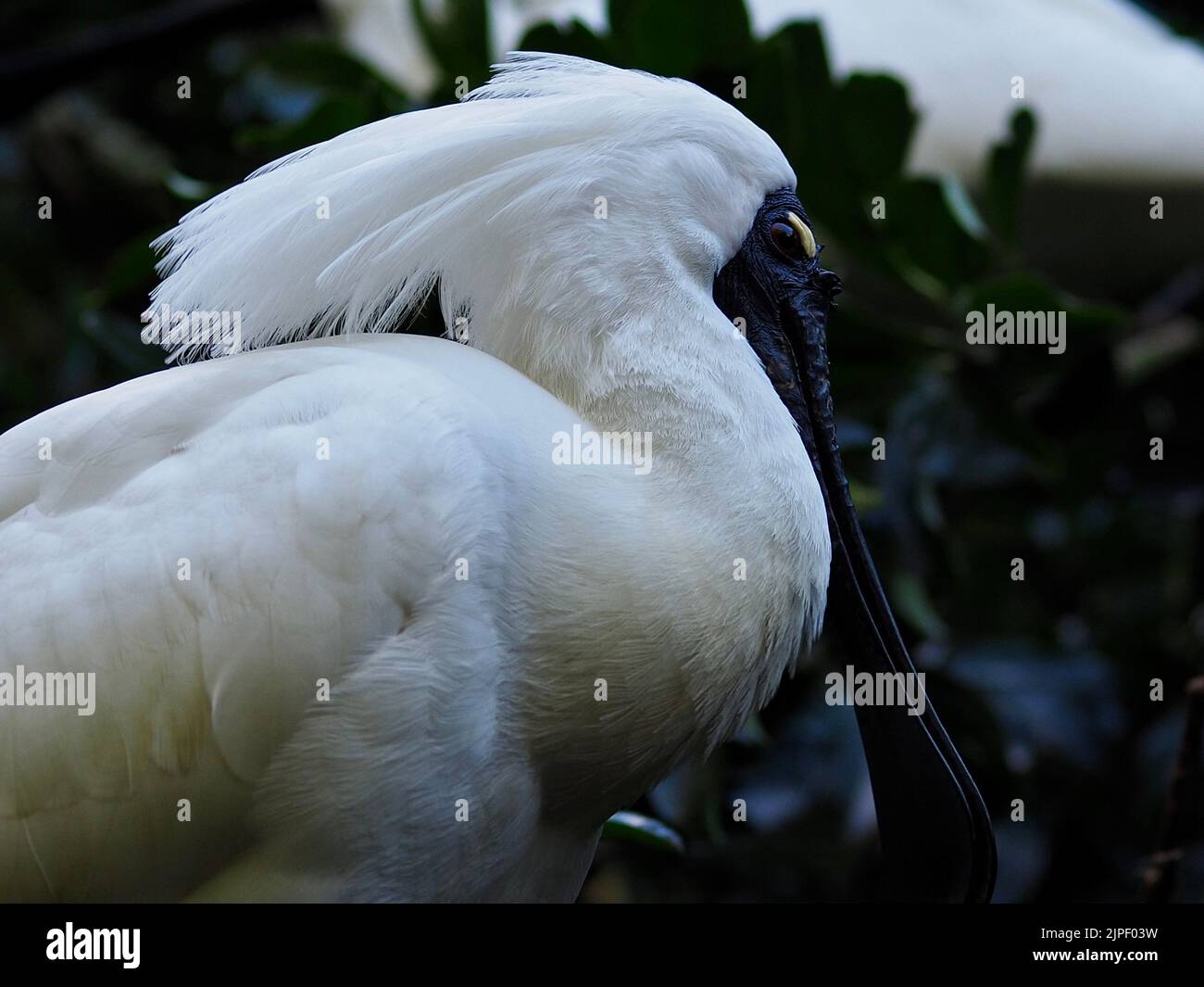 Fantastico Royal Spoonbill maschile con una cresta bianca impeccabile. Foto Stock