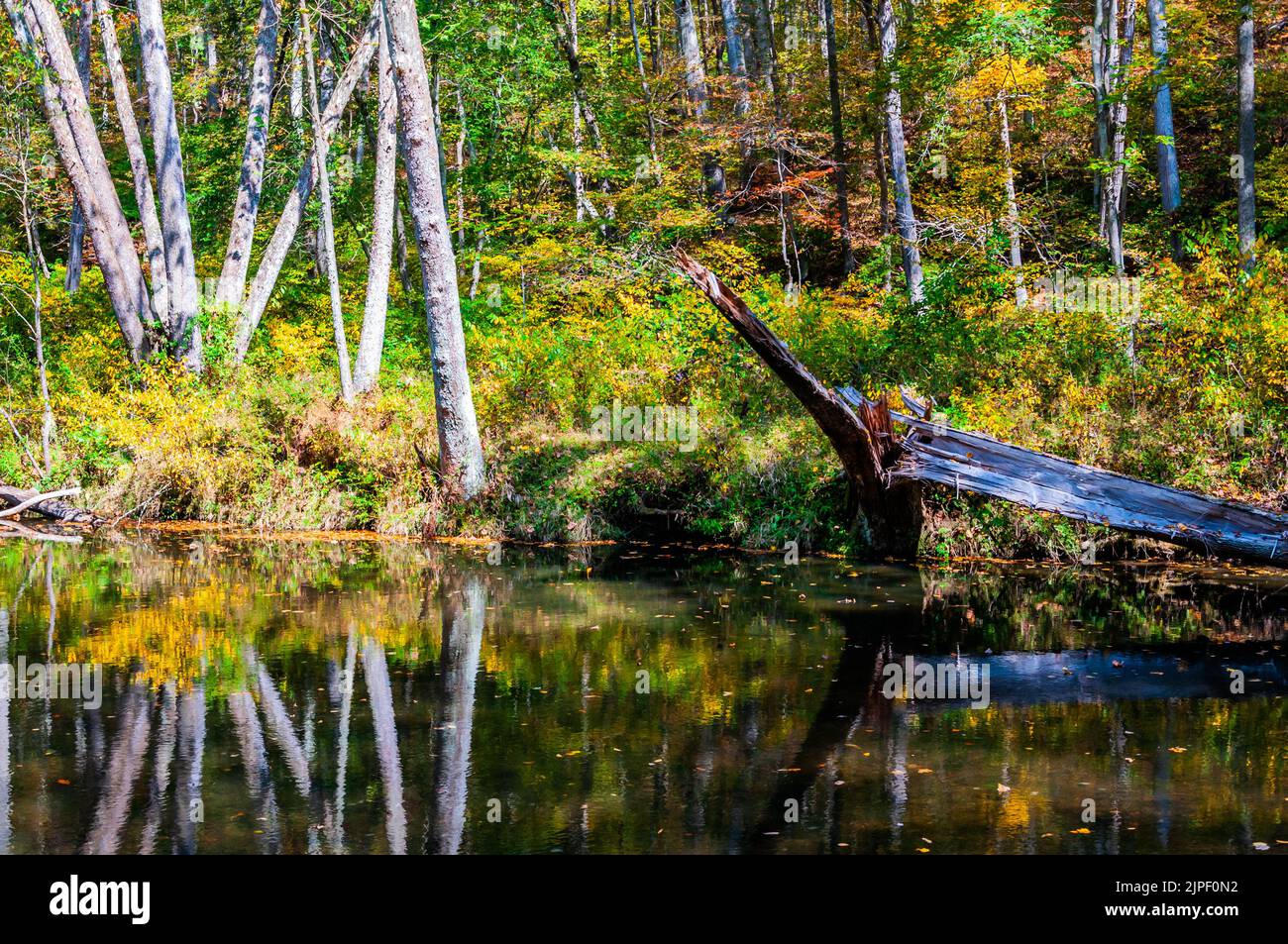 Riflessioni dell'albero in un giorno di autunno, Prettyboy Reservior Park, Maryland, USA, Hampstead, Maryland Foto Stock