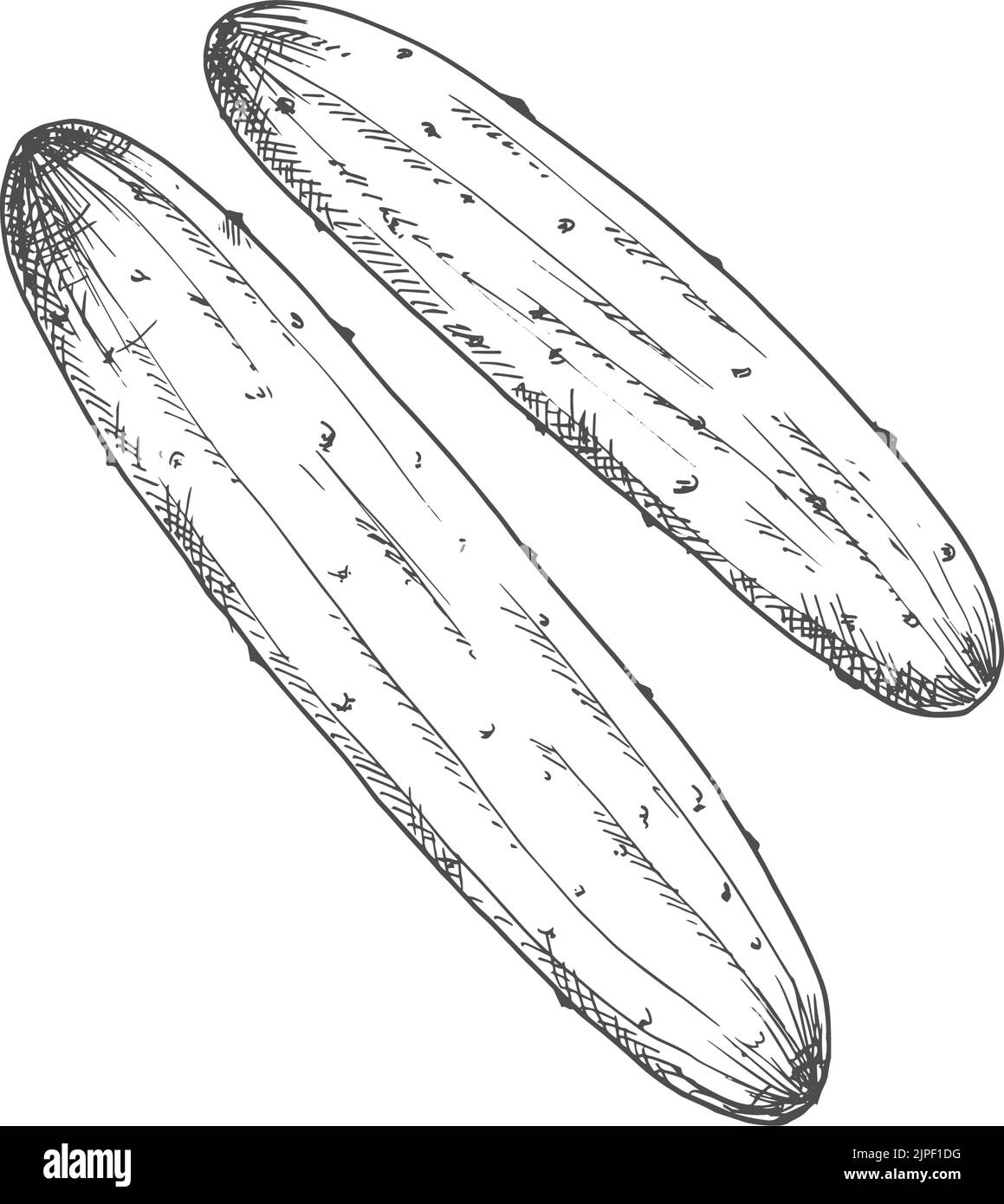 Cetriolo intero schizzo vegetale isolato. Cetriolo vettoriale o cetriolo di cetriolo Illustrazione Vettoriale