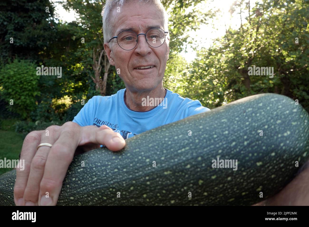 Hobbygärtner erfreut sich an einer grossen Zucchini (Cucurbita pepo subsp. Pepo) Foto Stock