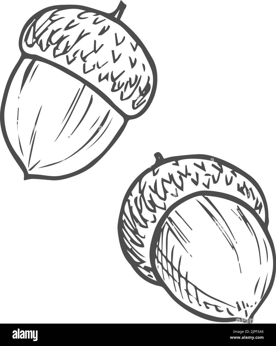Essiccato due acorns in guscio frutti di quercia isolato. Vectorautumn disegno alimentare, dado autunnale Illustrazione Vettoriale